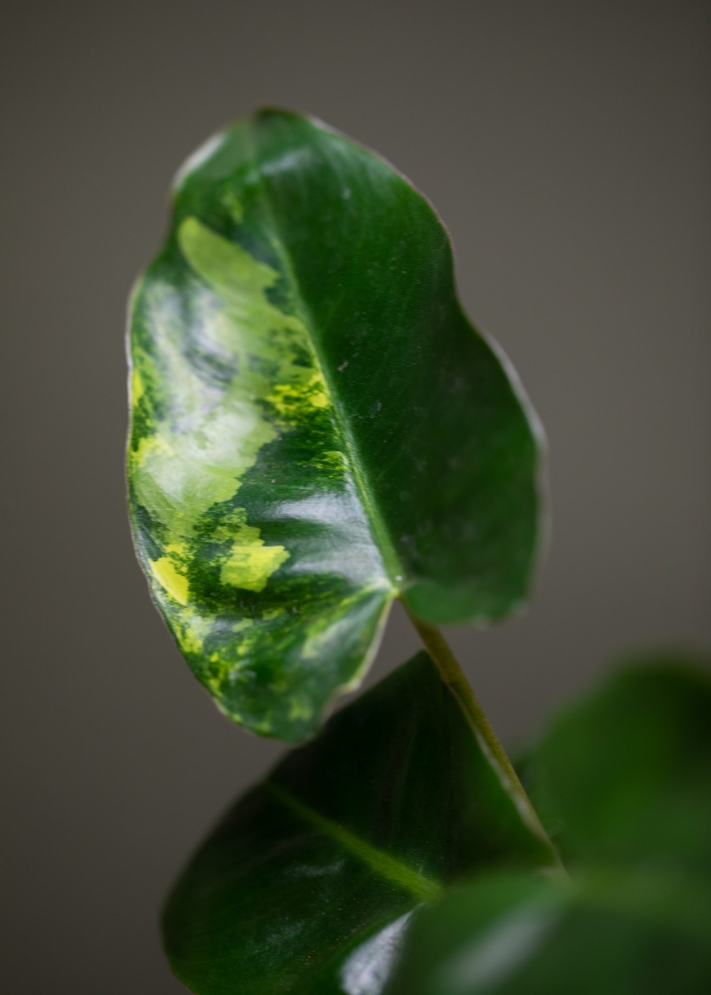 Philodendron Burle Marx Variegata 3