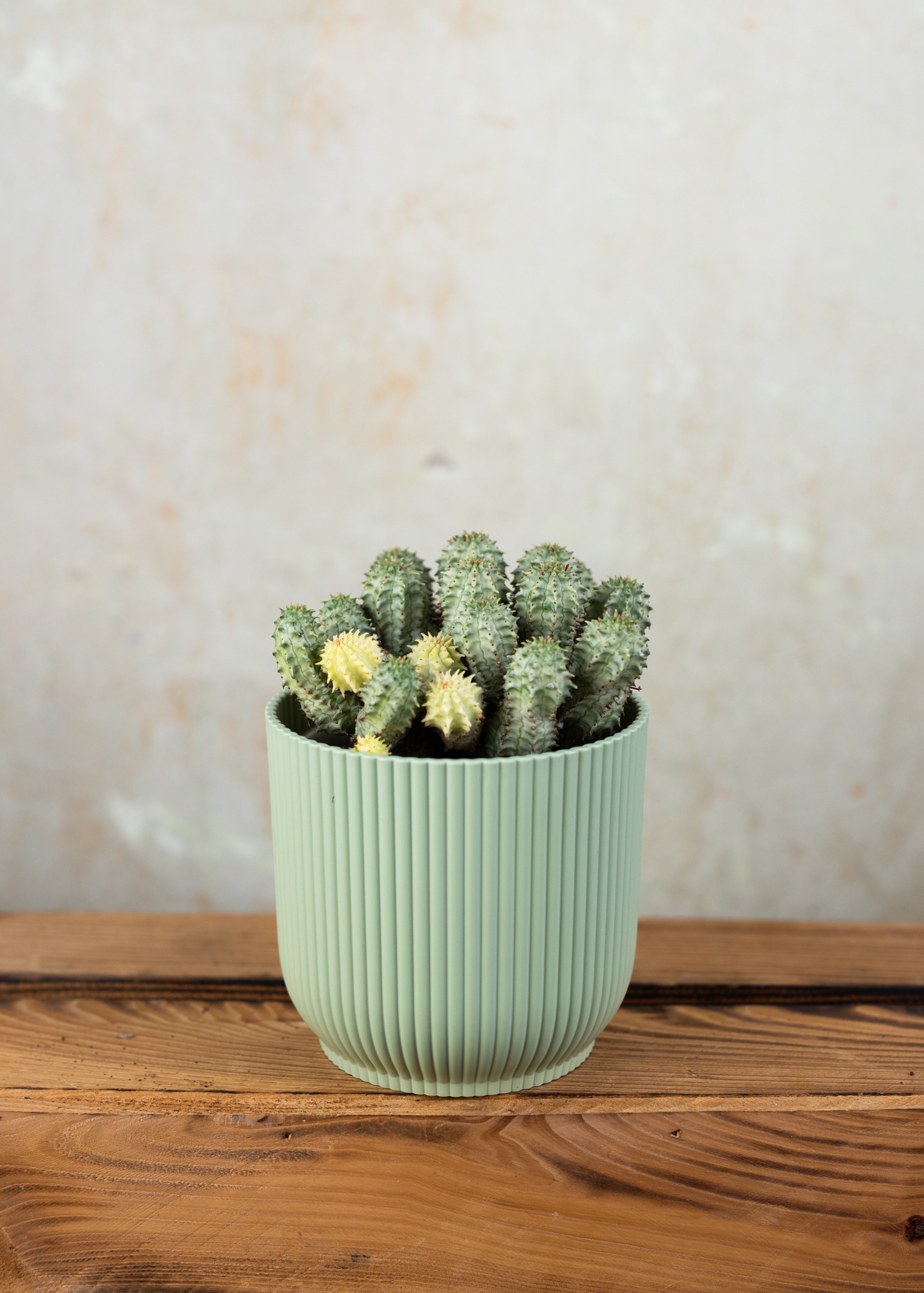 Euphorbia submammilaris variegata