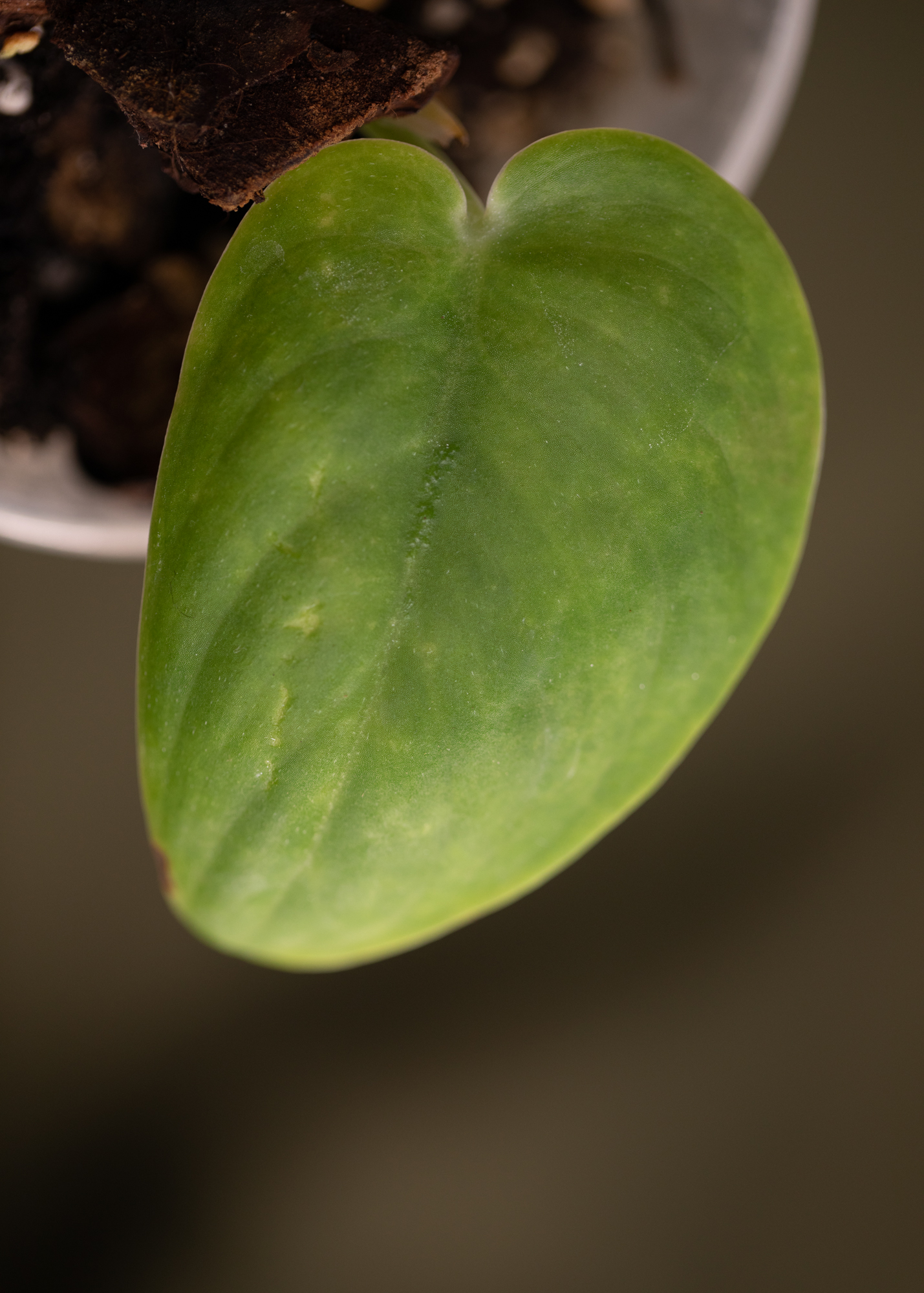 Scindapsus pictus Jade Satin