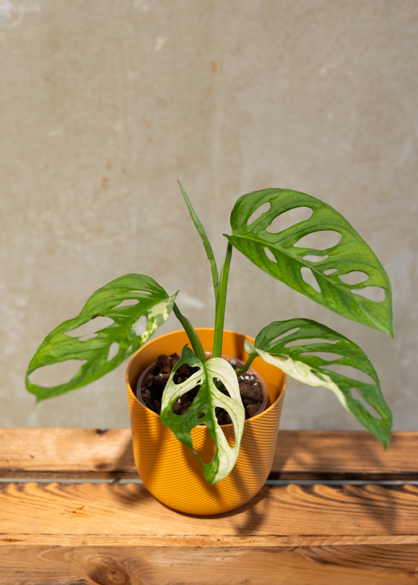 Monstera adansonii variegata 18