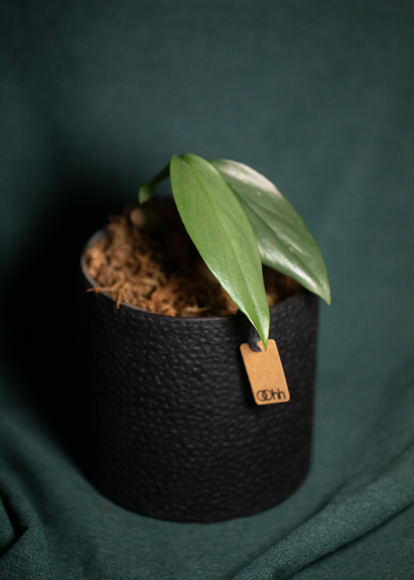 Epipremnum Giganteum Silver Epipremnum Giganteum Silver