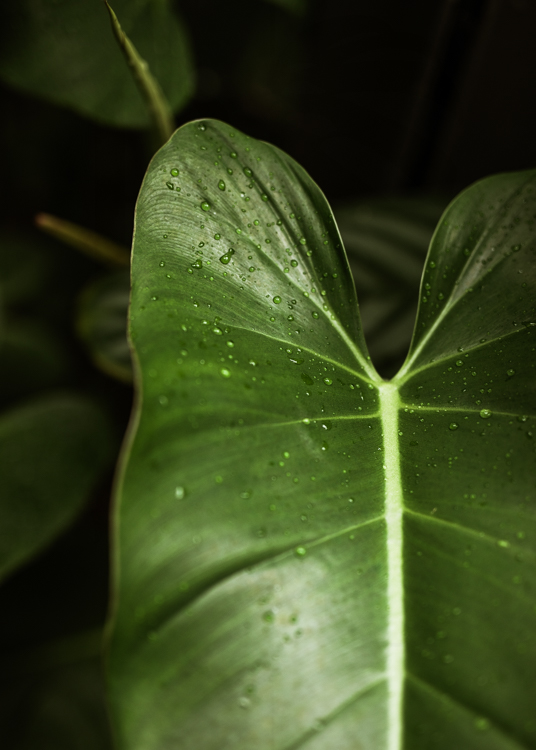 Philodendron Erubescens
