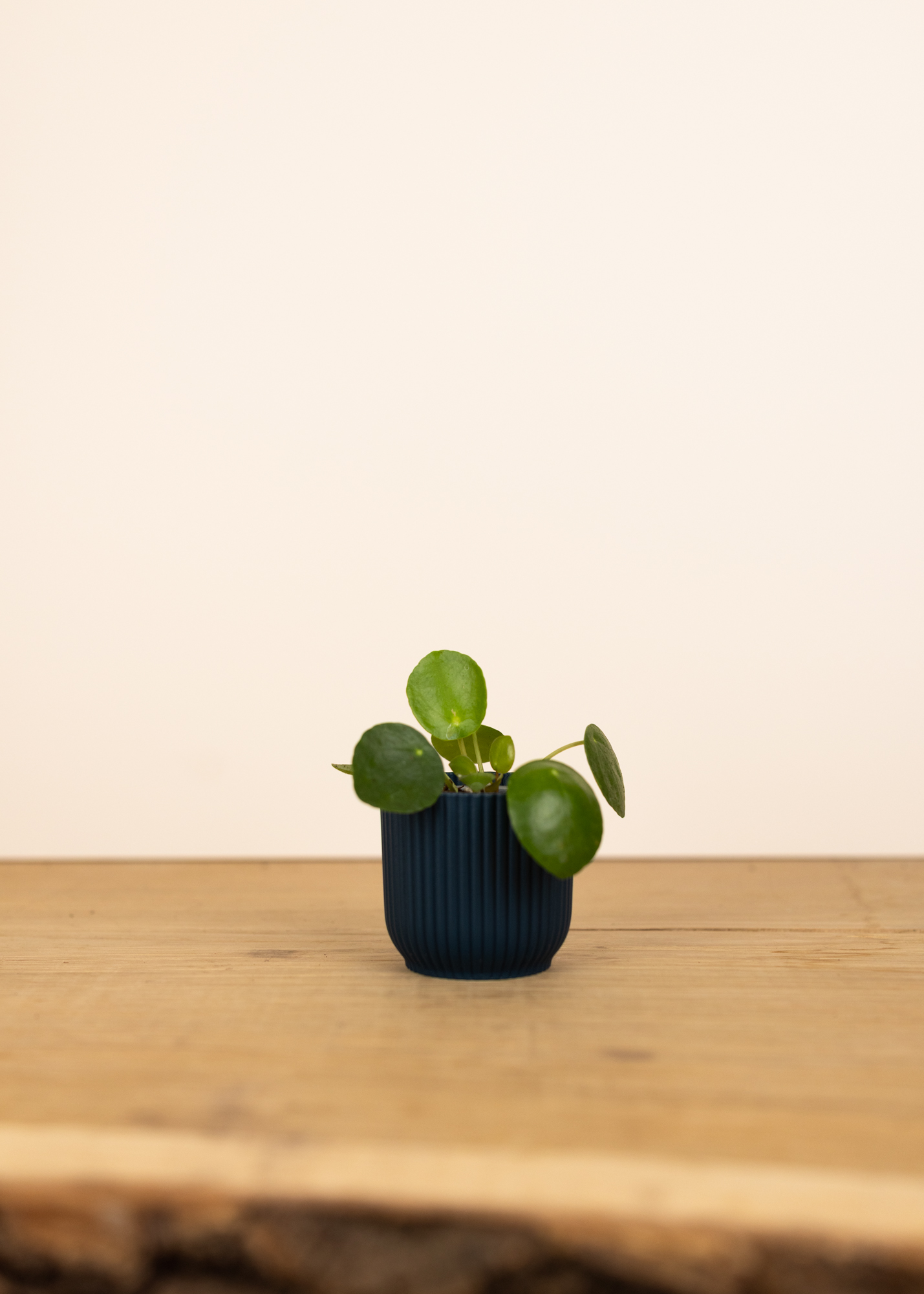 Pilea peperomioides XS