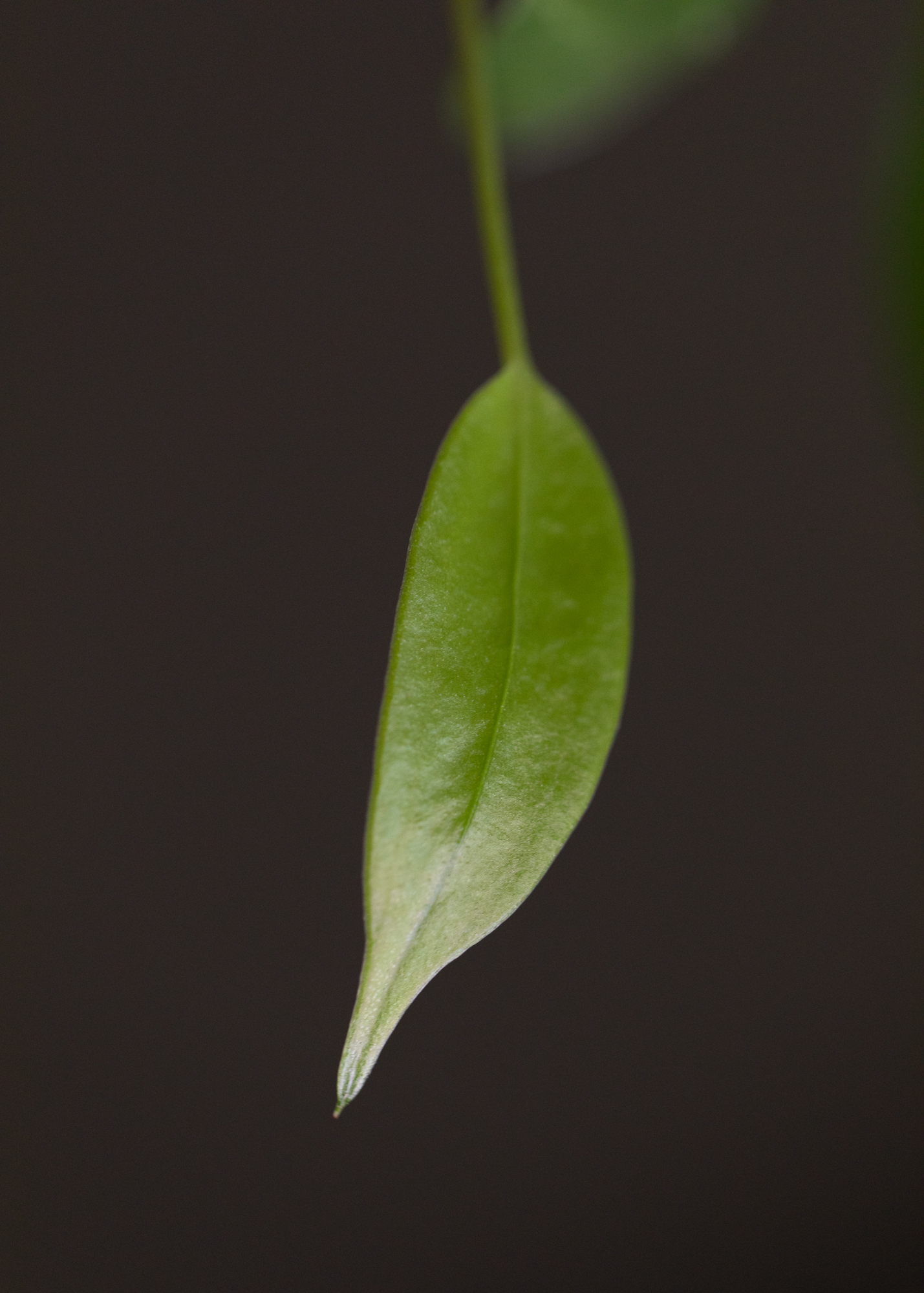 Anthurium Wendlingeri