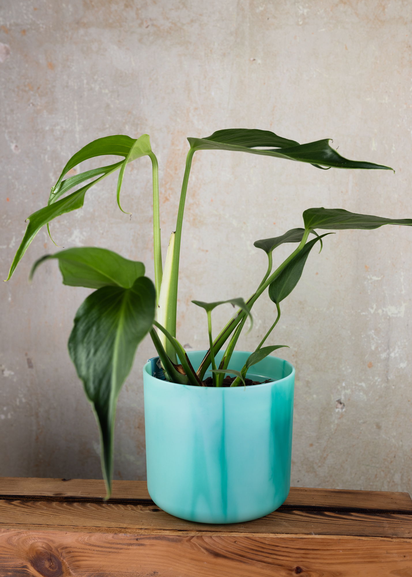 Monstera Burle Marx Flame