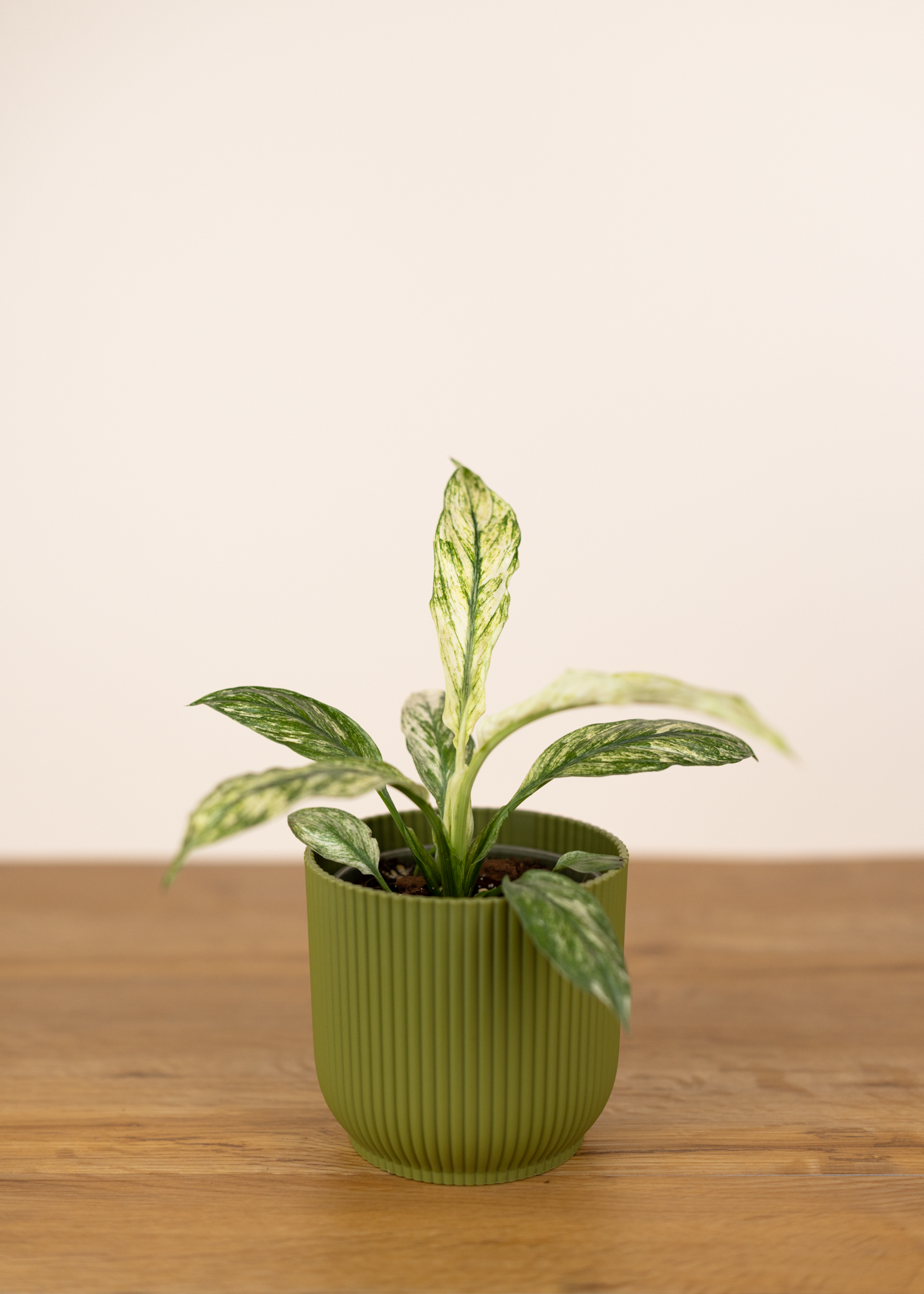 Spathiphyllum sensation variegata S