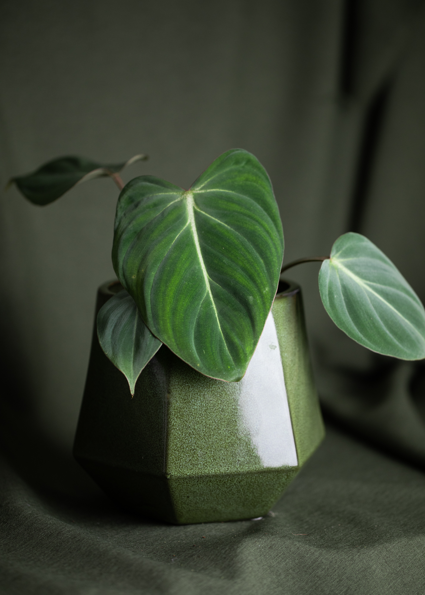 Philodendron Gloriosum 