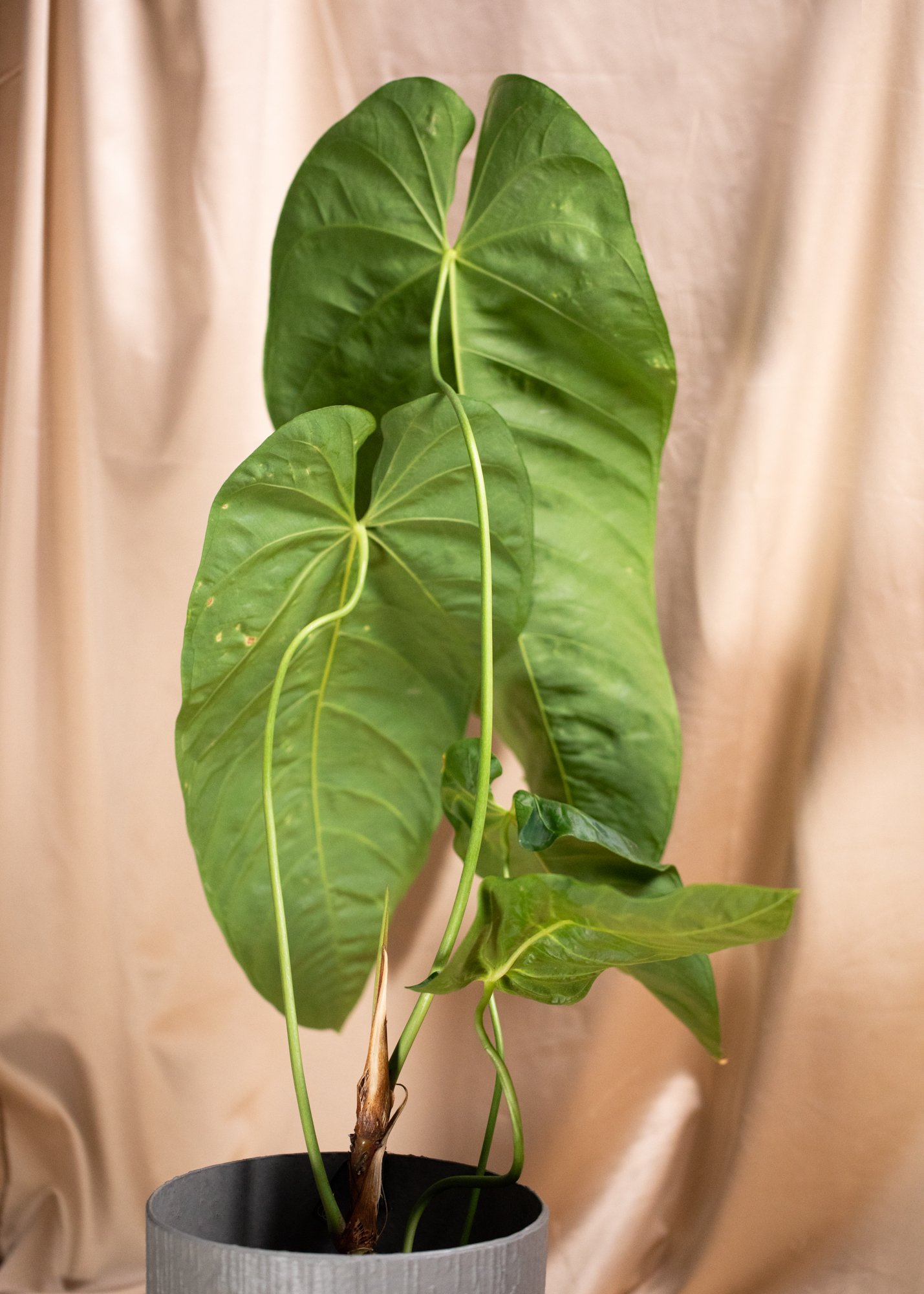 Anthurium Queremalense