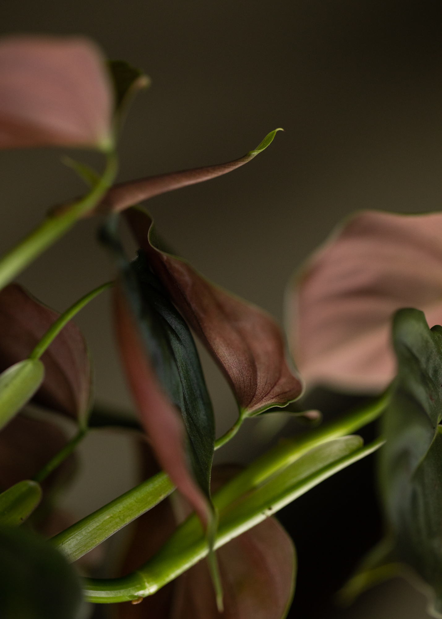 Philodendron Lupinum Philodendron Lupinum