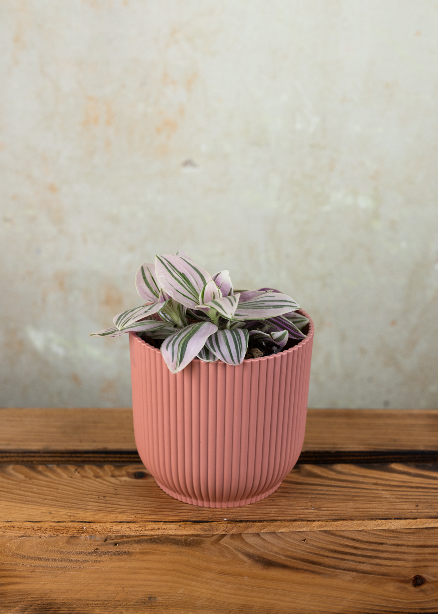 Tradescantia continental group Unicorn