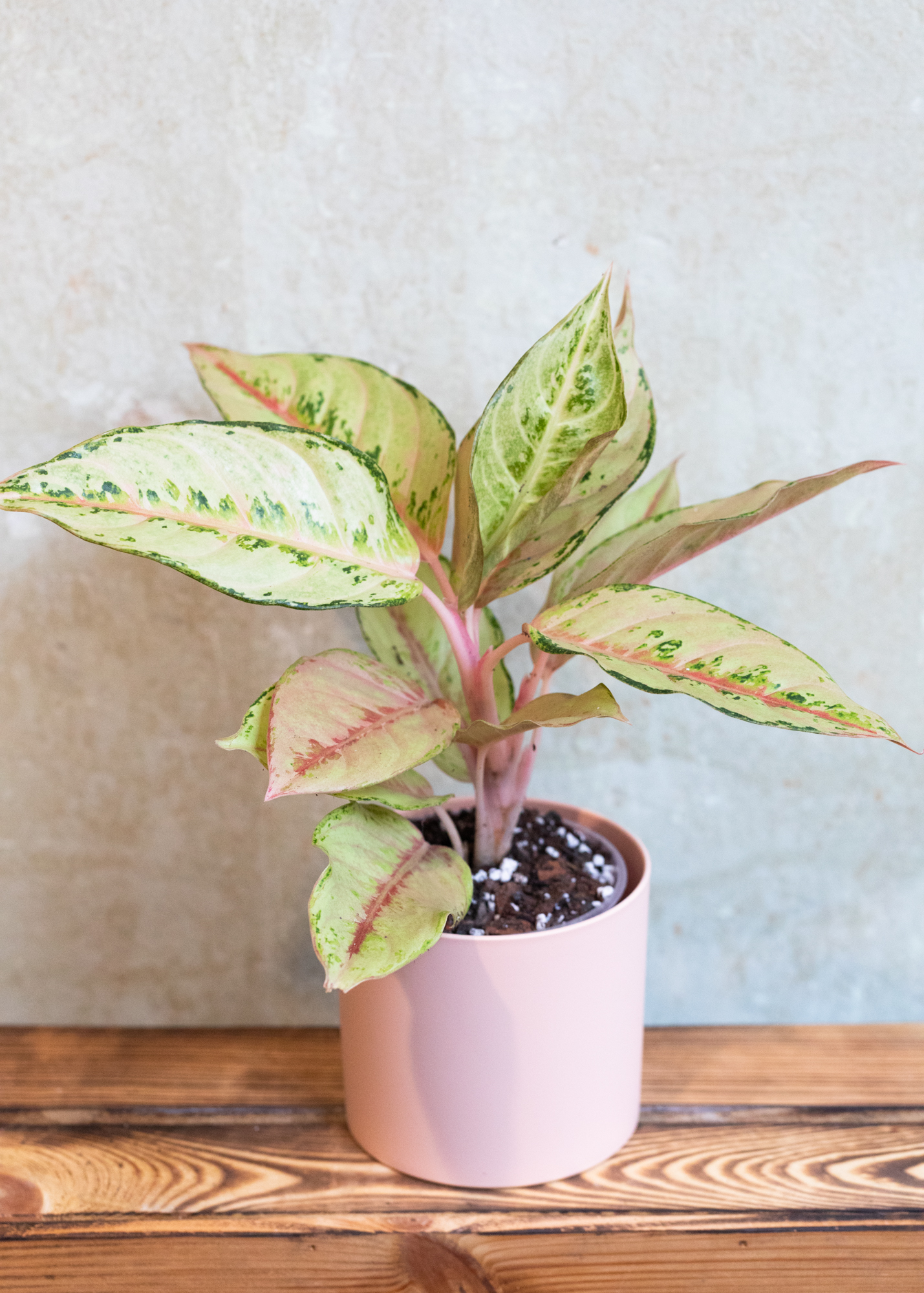 Aglaonema Frozen