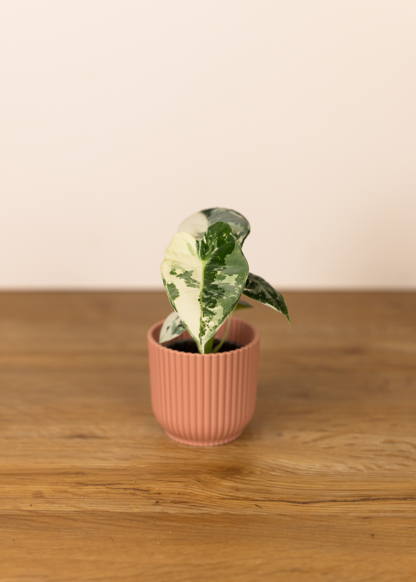 Alocasia frydek variegata XS