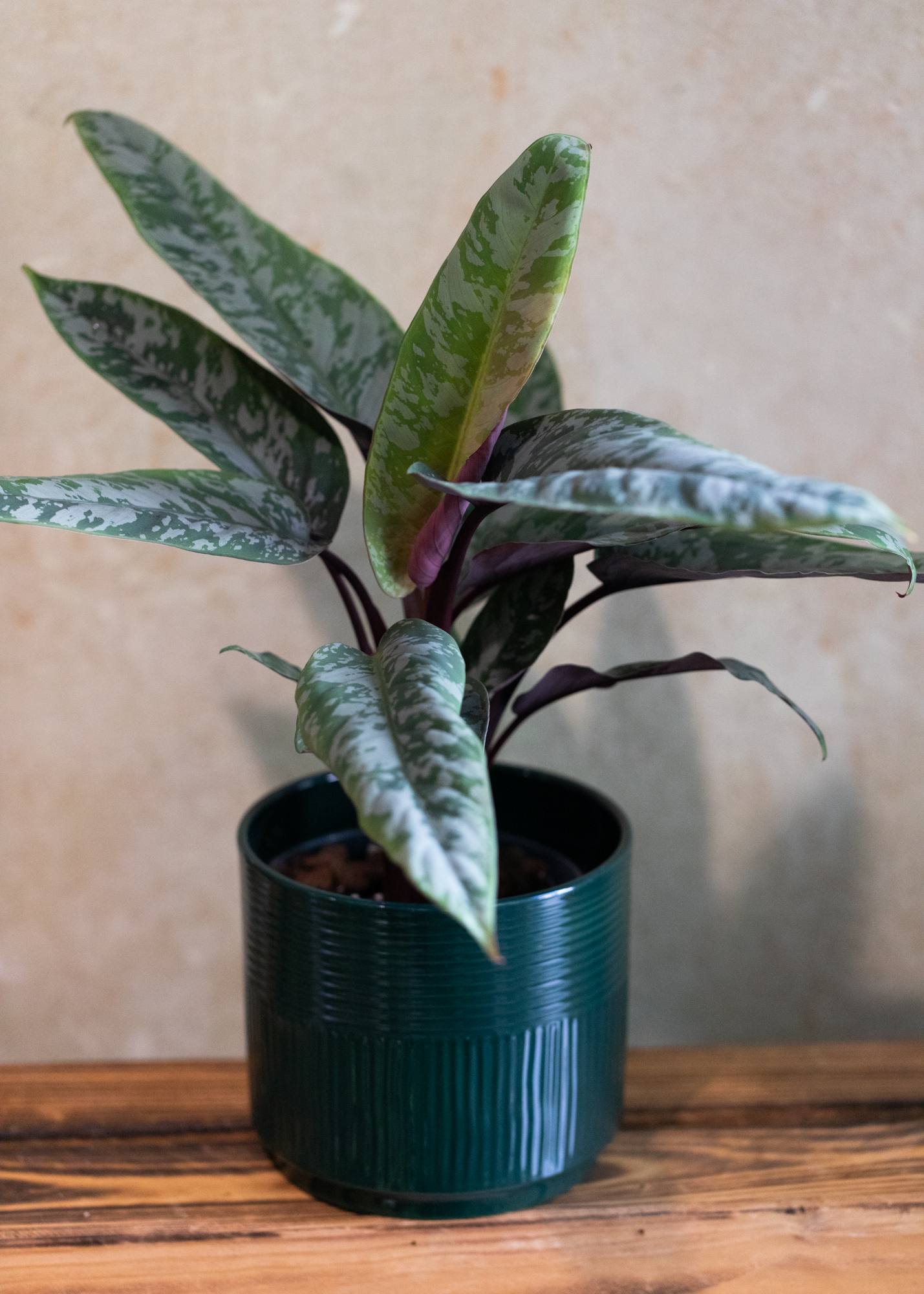 Apoballis Acuminatissima Lavallei