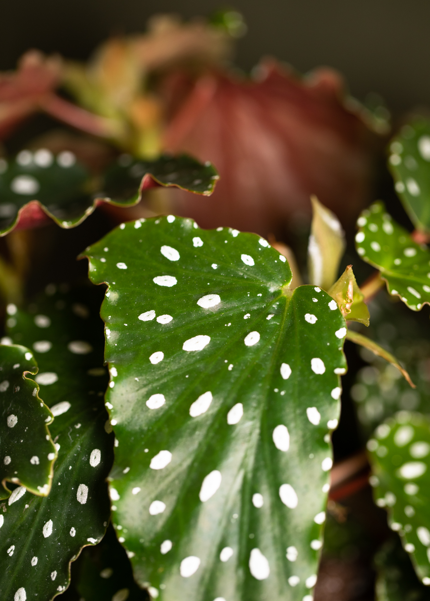 Begonia sp. 