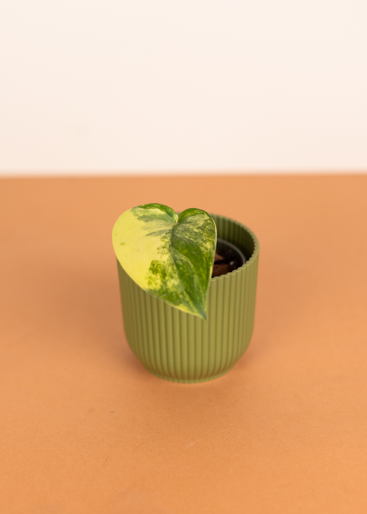 Scindapsus pictus jade satin variegata XS