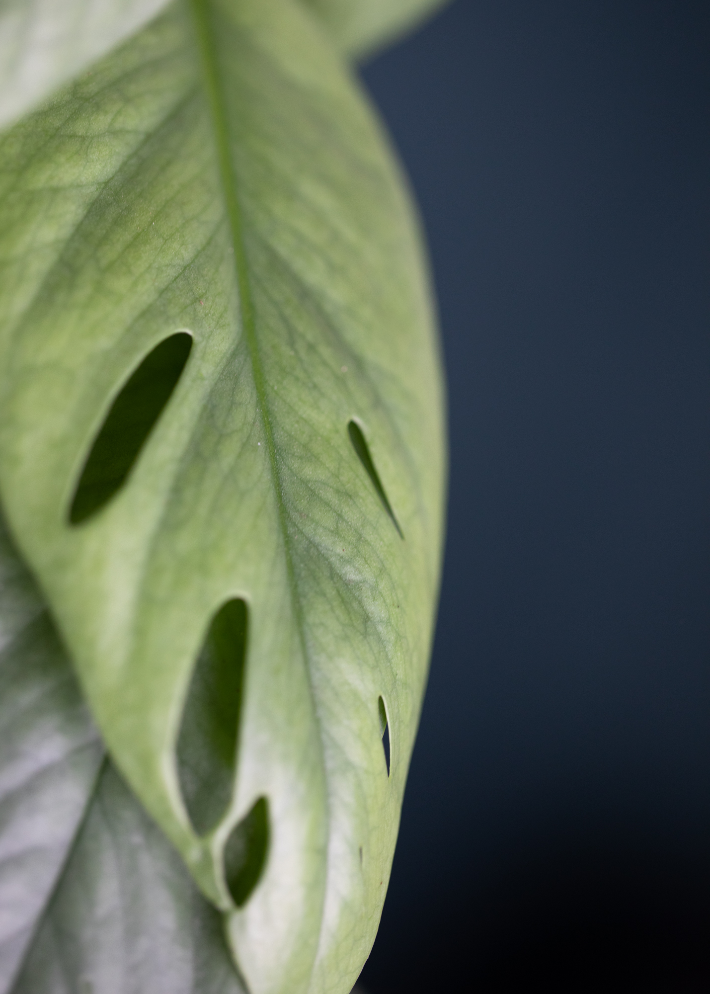 Epipremnum Pinnatum Cebu Blue