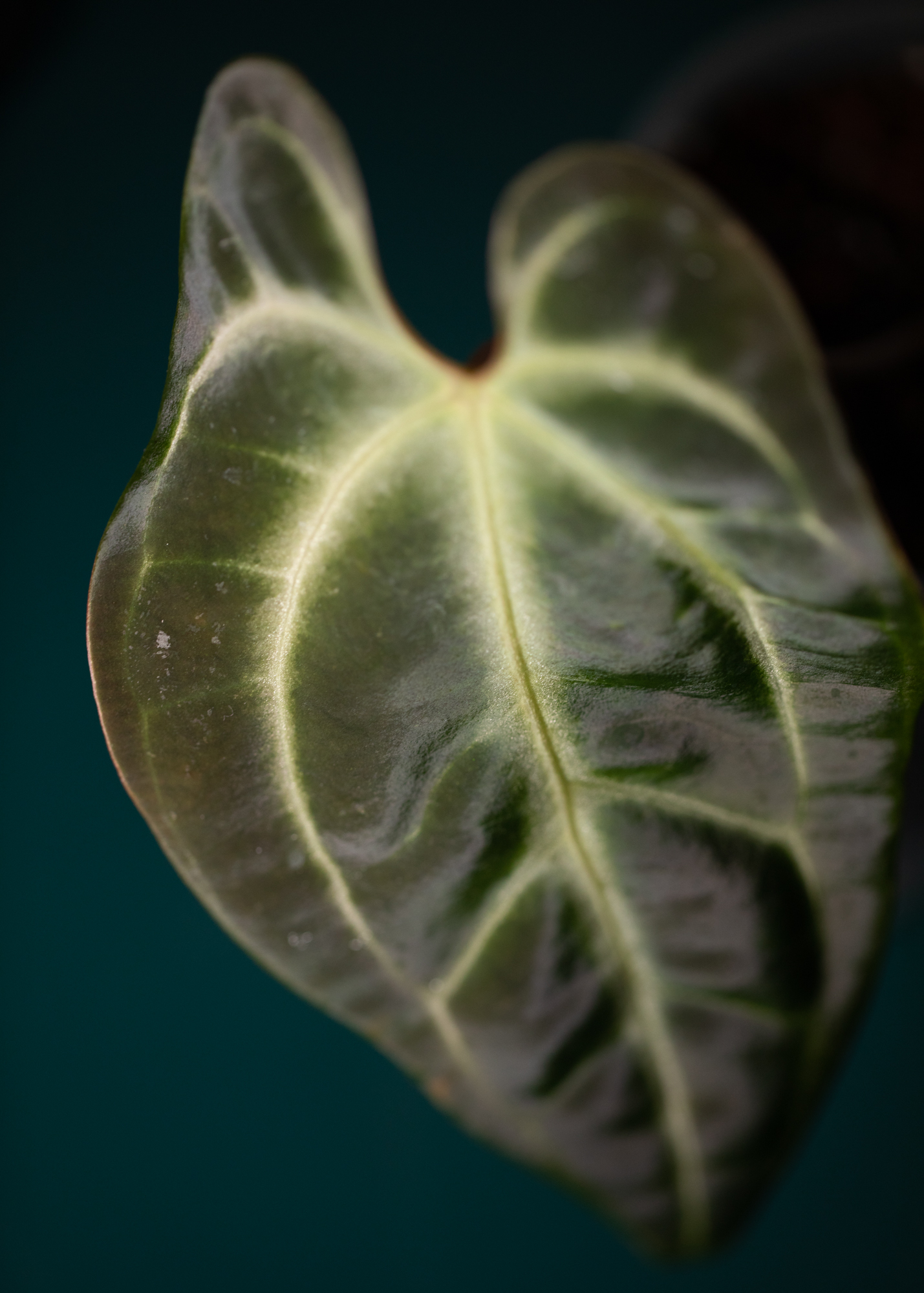Anthurium Besseae aff Anthurium Besseae aff