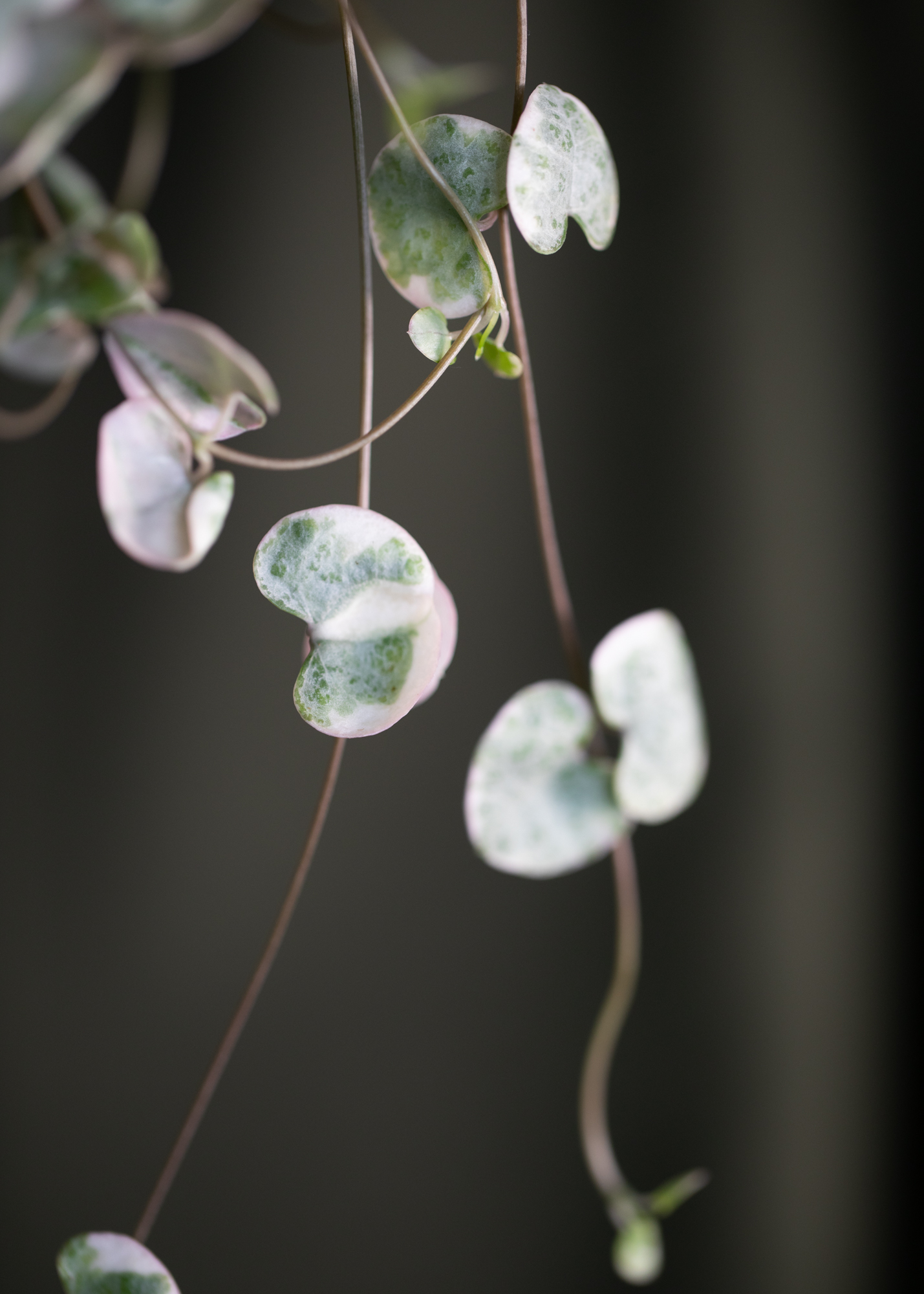 Ceropegia Woodii 'String of Hearts' Variegata