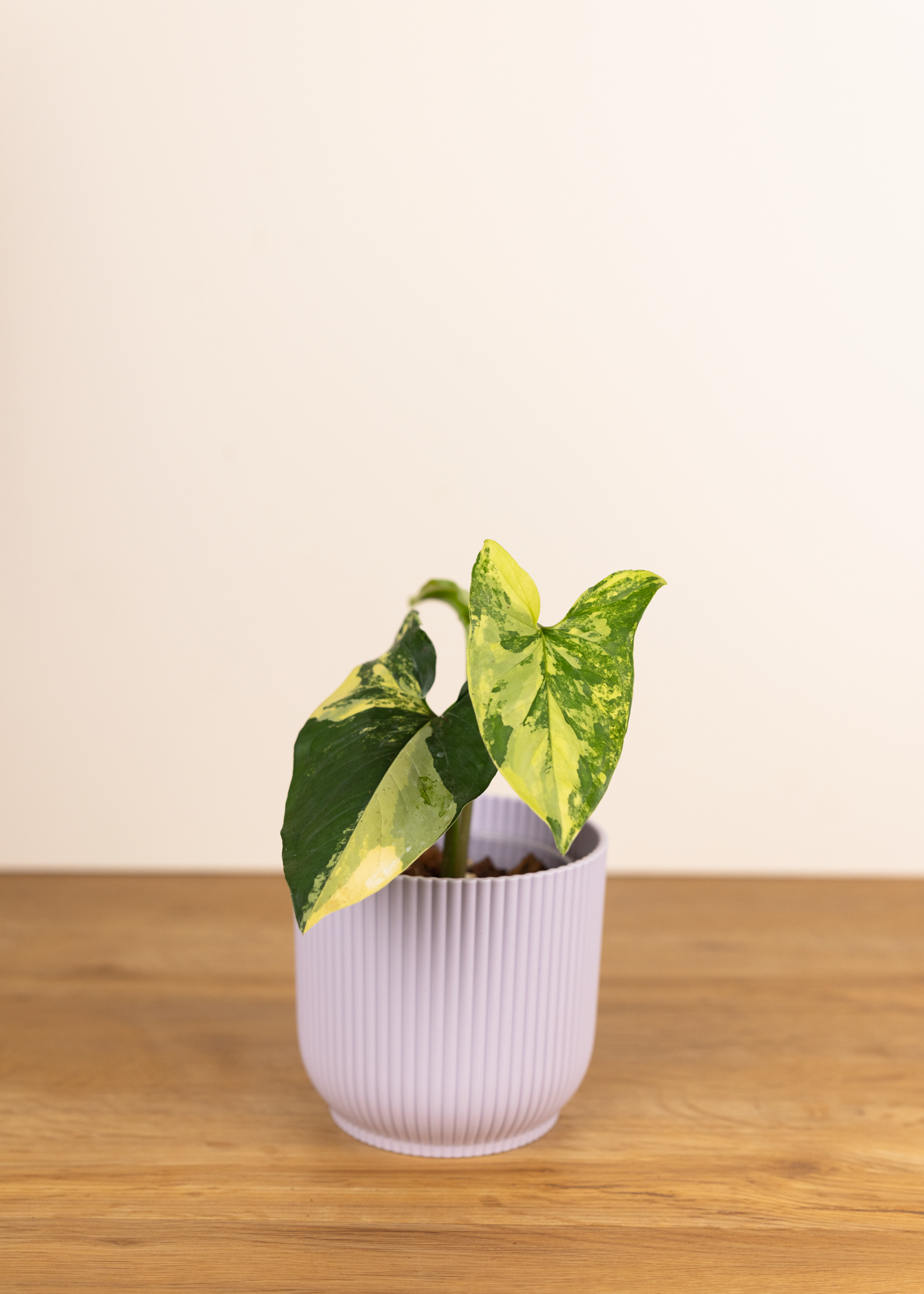Syngonium podophyllum aurea variegata