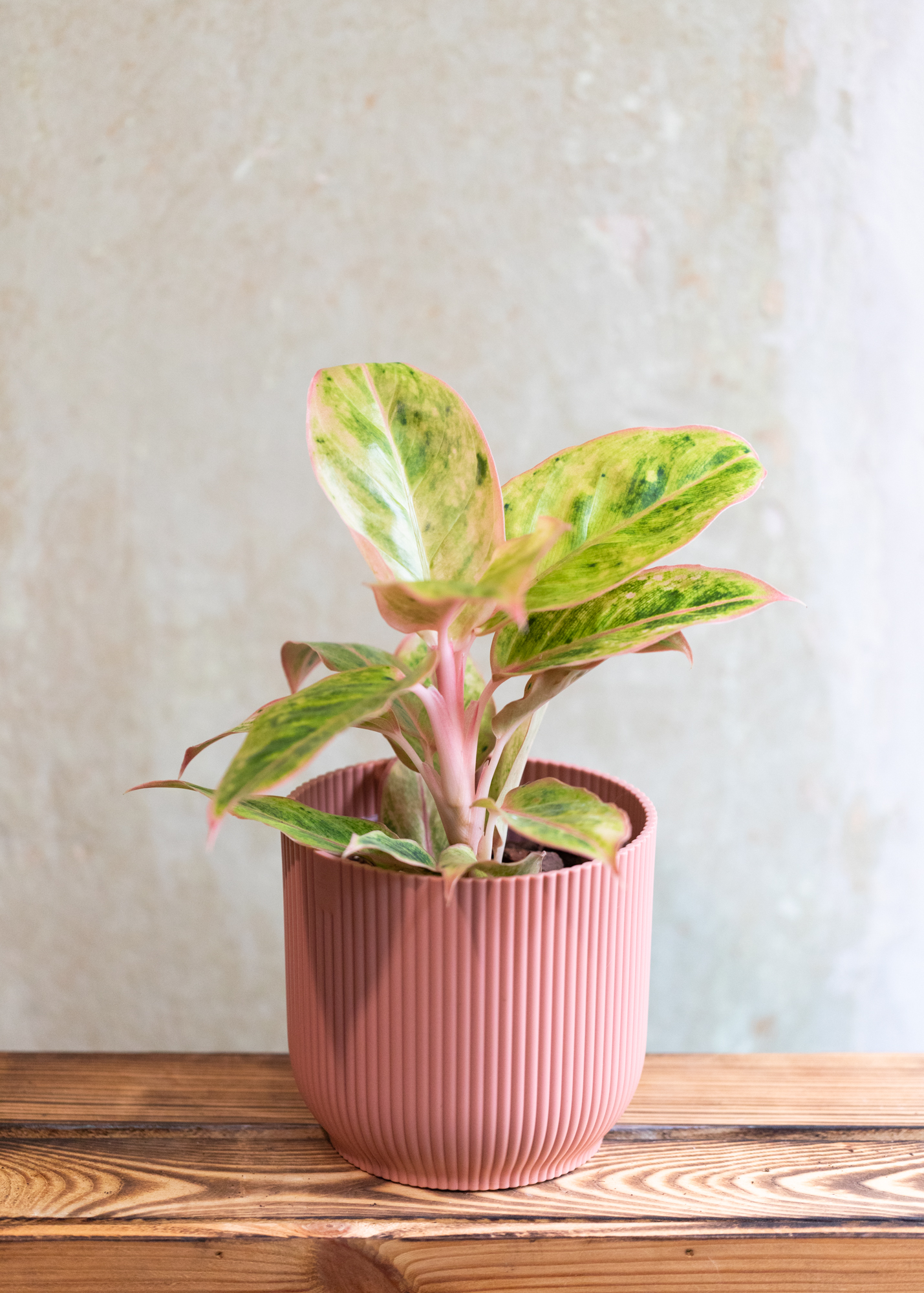 Aglaonema pink aurora