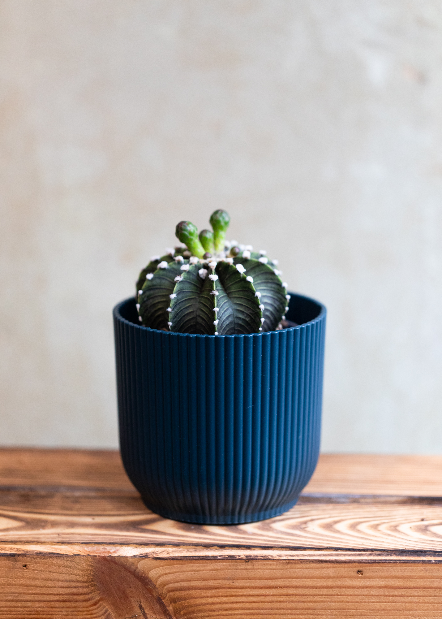 Gymnocalycium mihanovichii 'black' var. angustostriatum