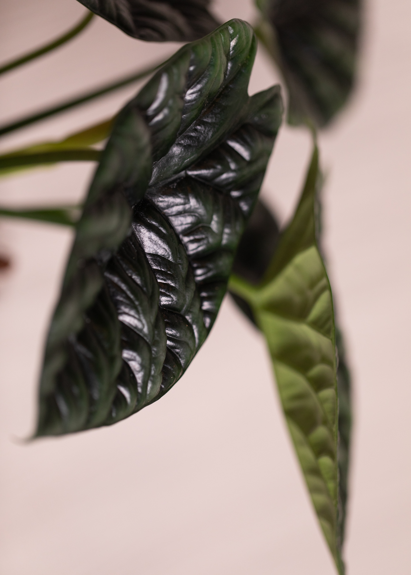 Alocasia Sinuata