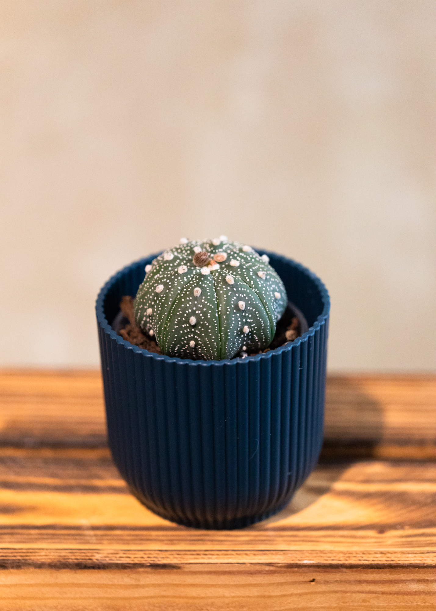 Astrophytum asterias