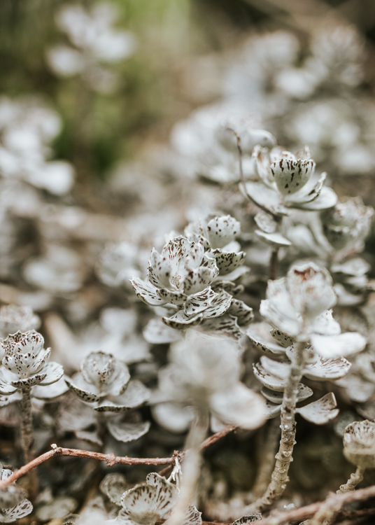 Kalanchoe Rhombopilosa
