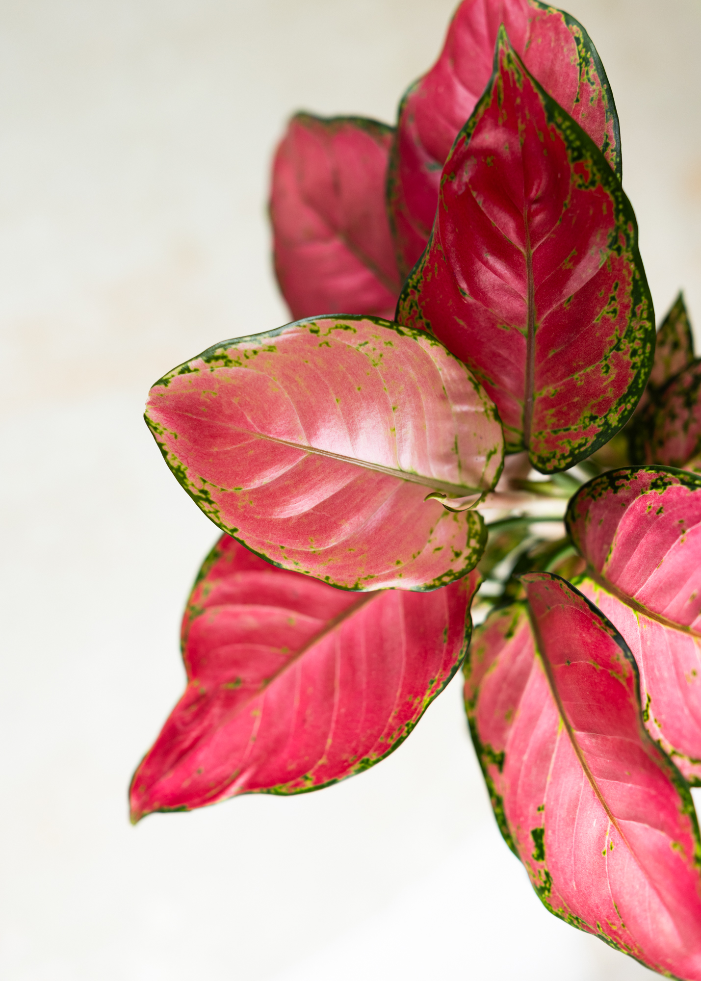 Aglaonema pink anyamanee