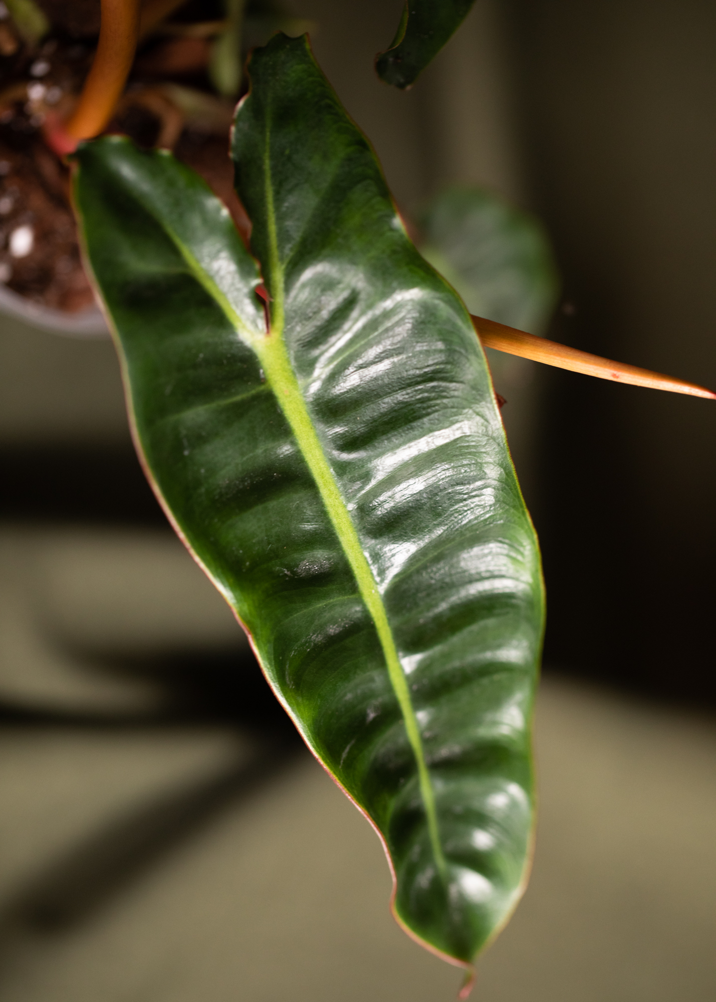 Philodendron Billietiae Philodendron Billietiae