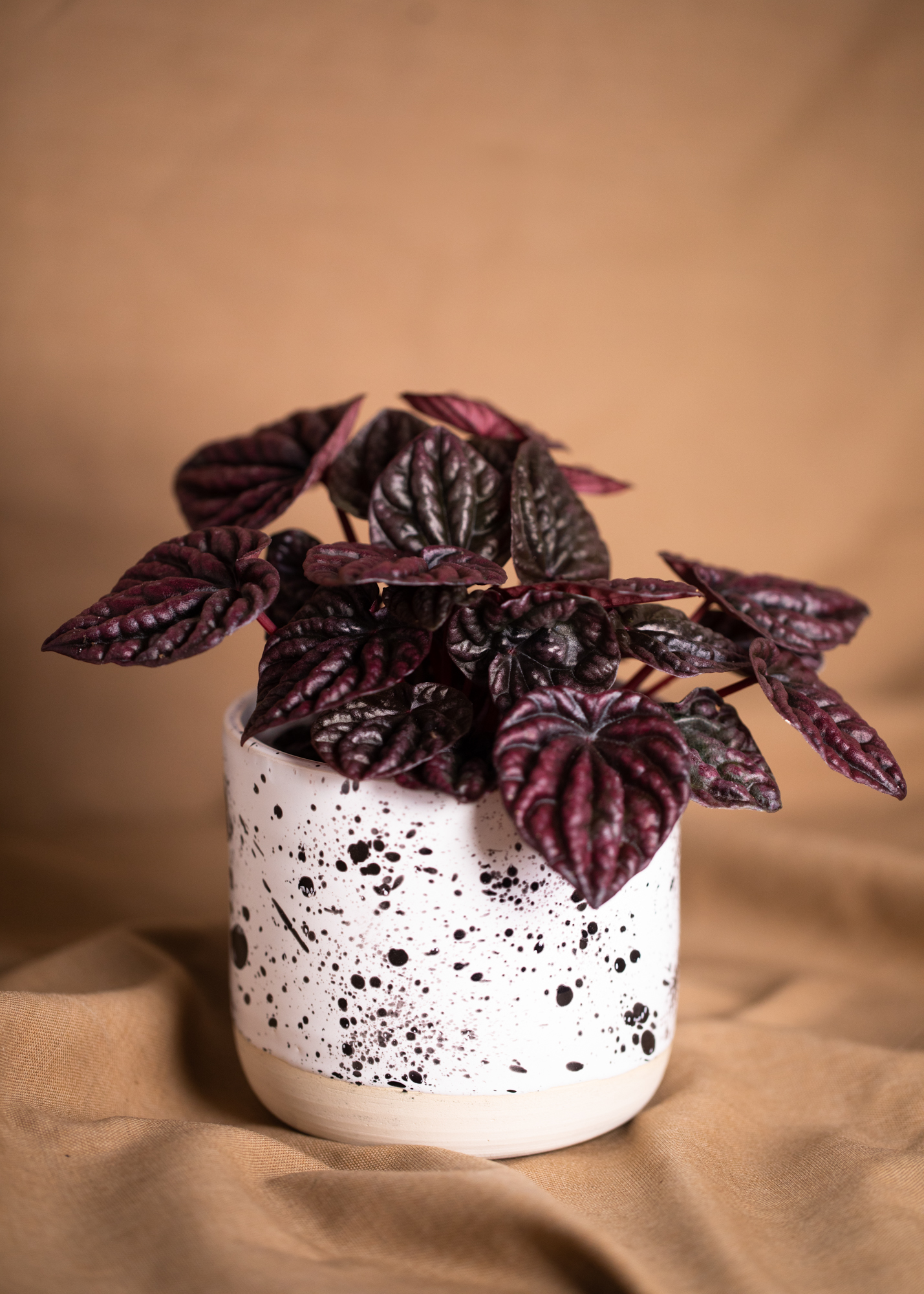 Peperomia Caperata 'Red Luna' Peperomia Caperata 'Red Luna'