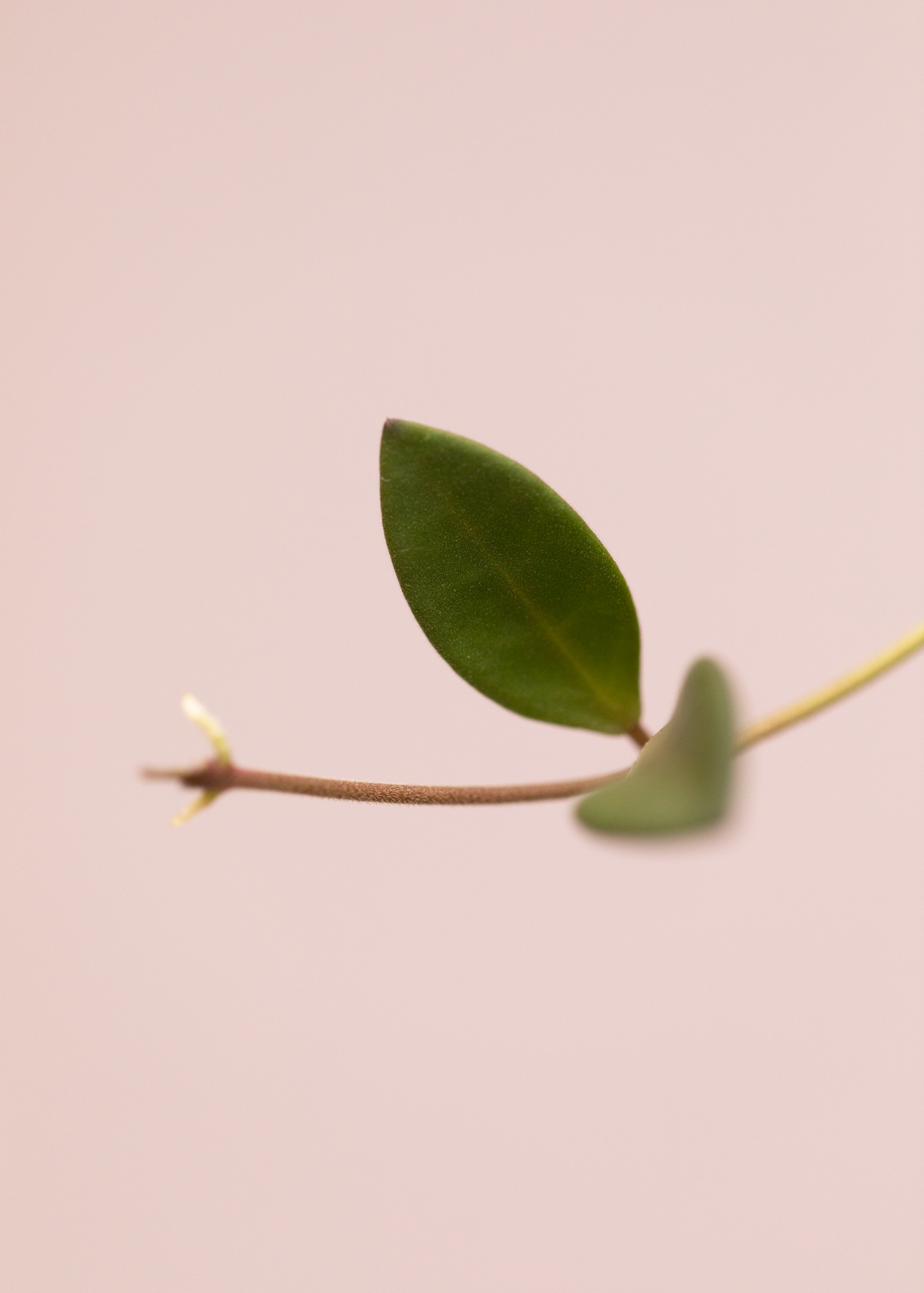 Hoya sp. aff. burtoniae