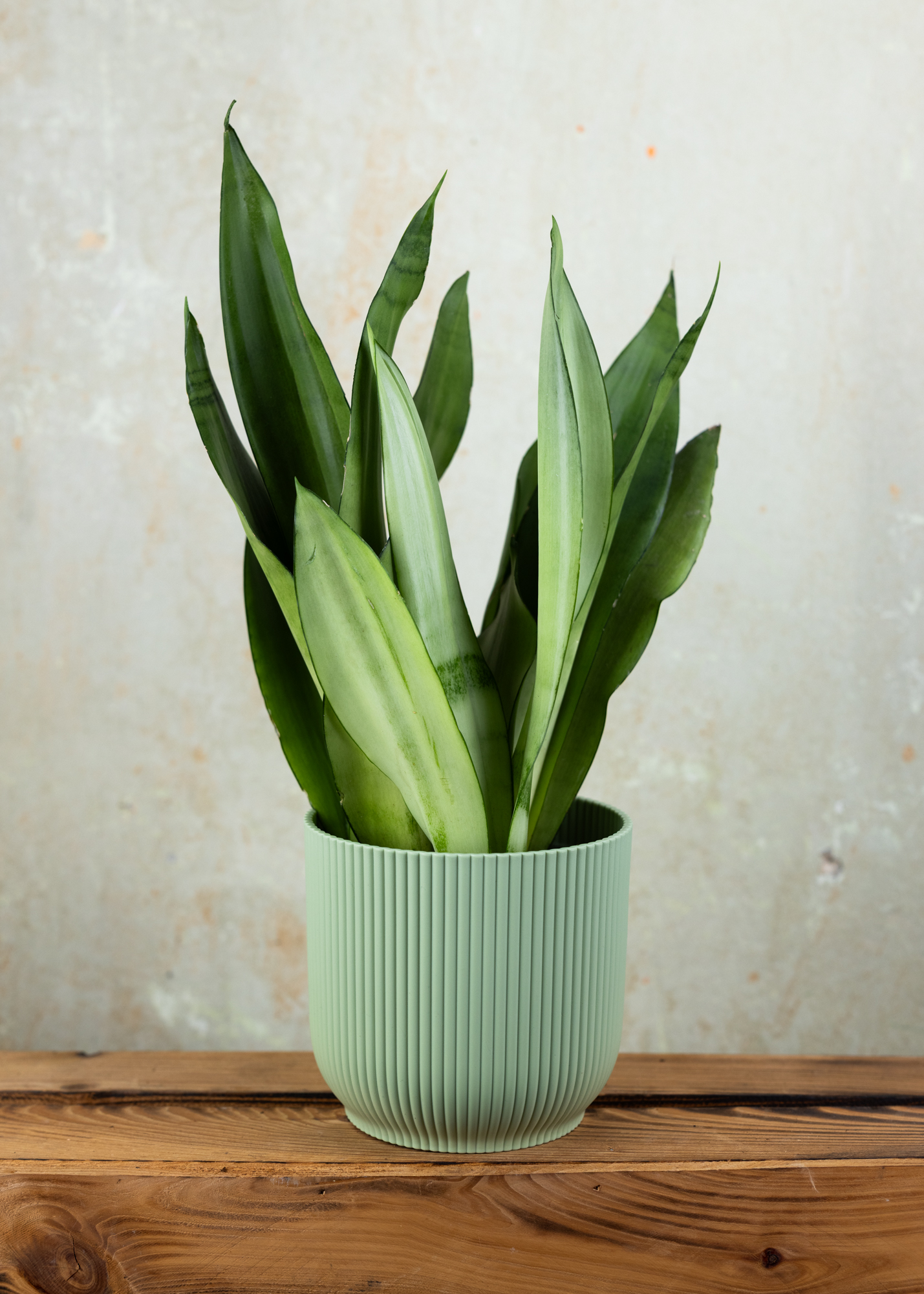 Sansevieria (Dracaena)  trifasciata moonshine 