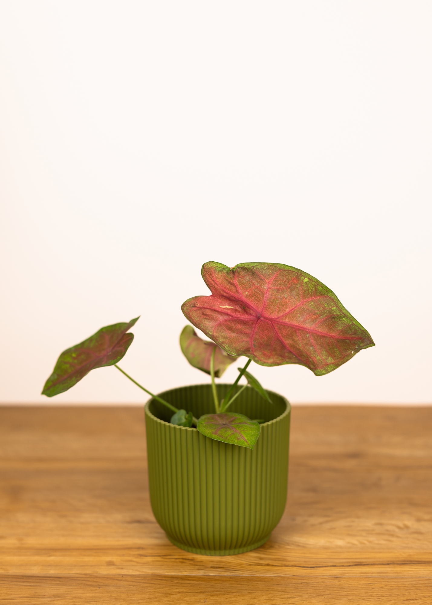 Caladium sexy pink