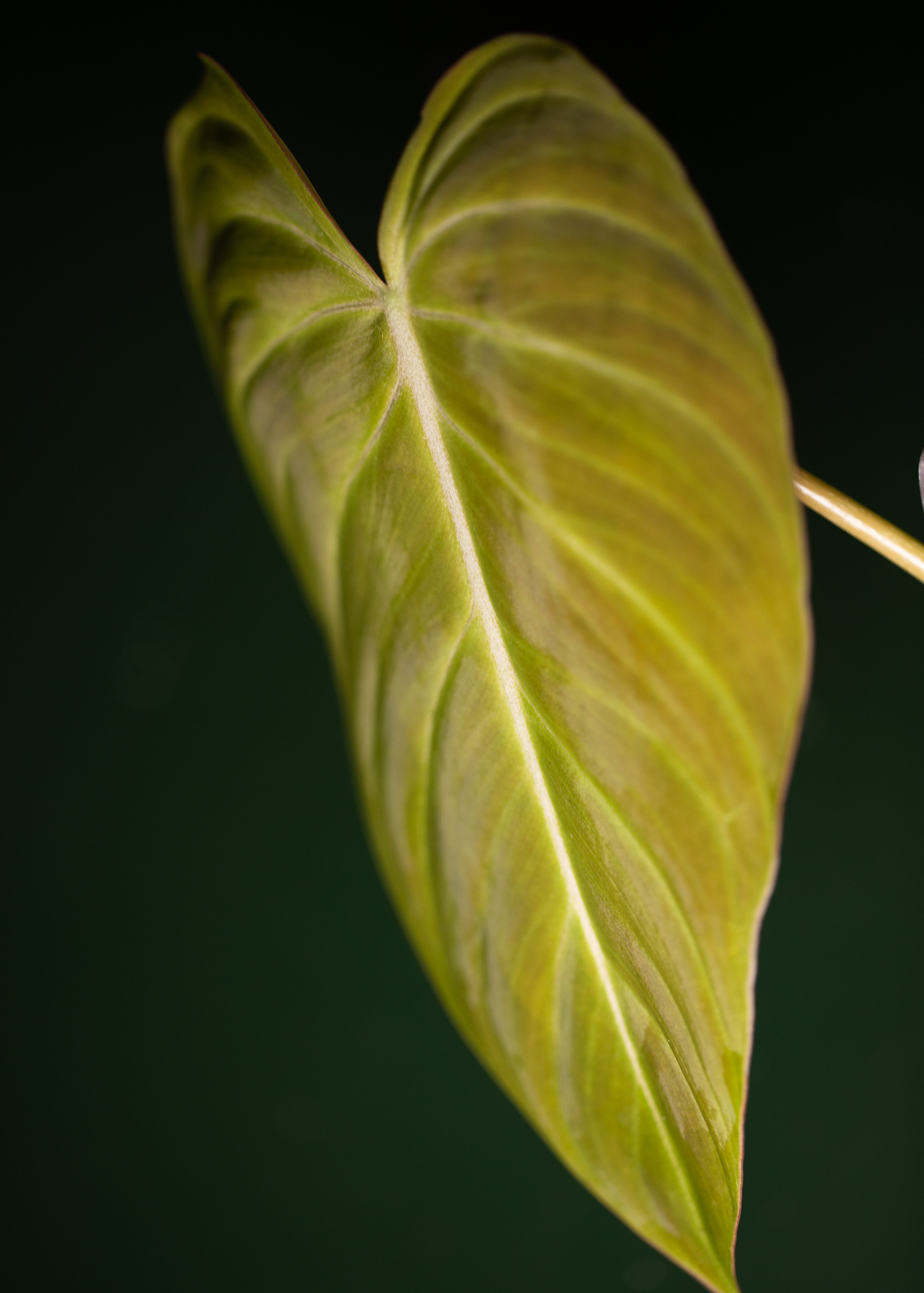 Philodendron Glorious Philodendron Glorious