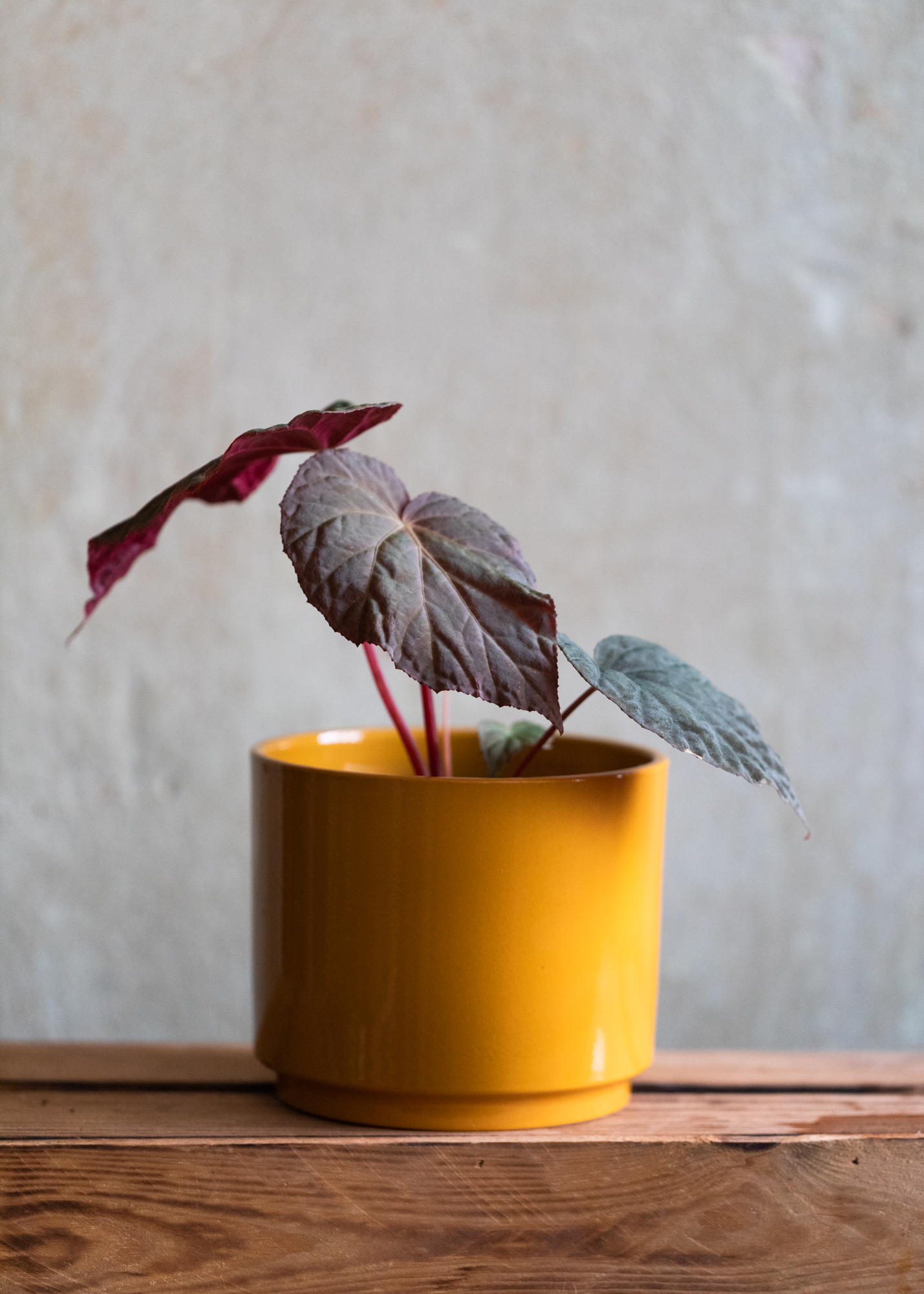 Begonia Pavonina