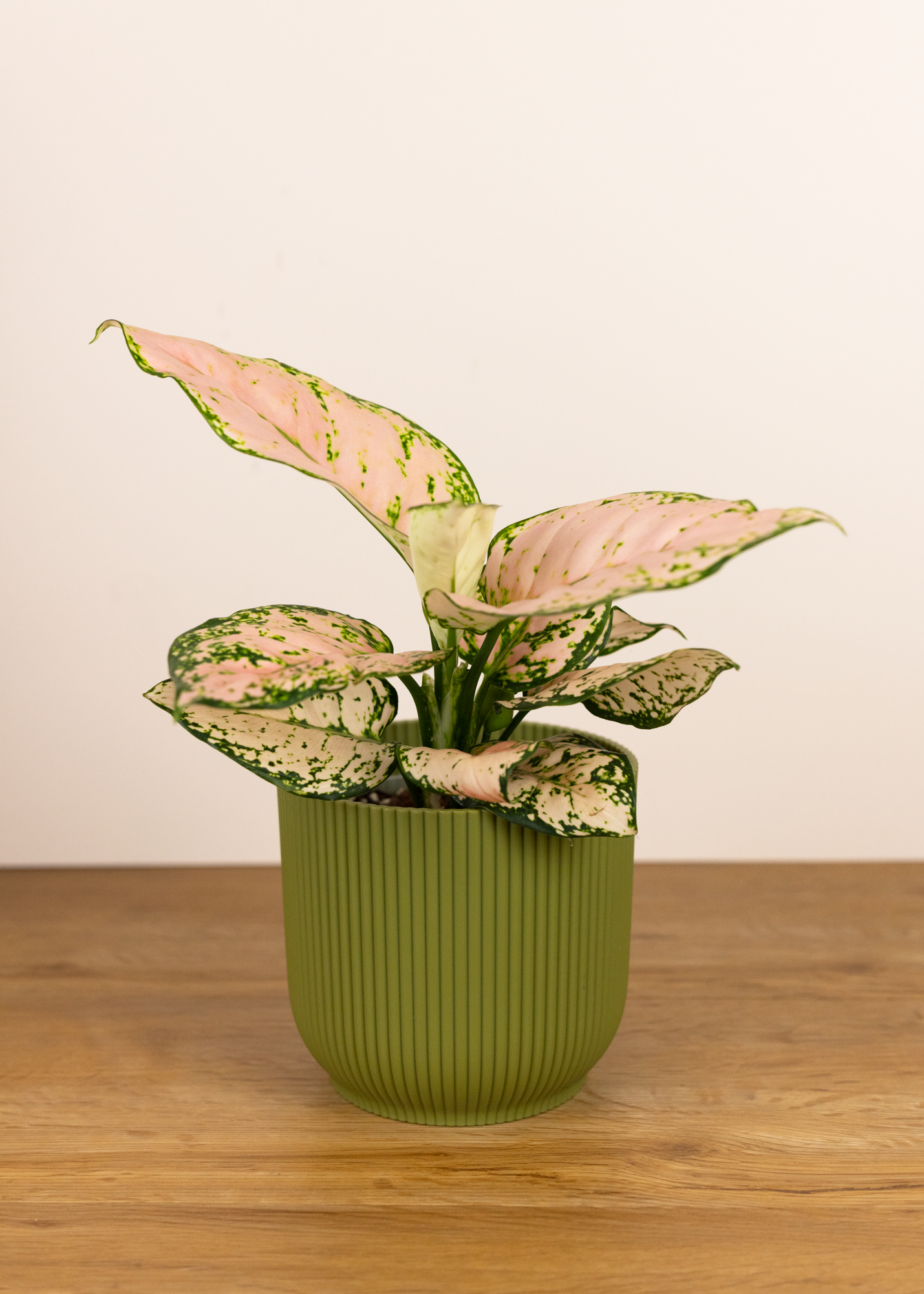 Aglaonema anyamanee pink chompoo