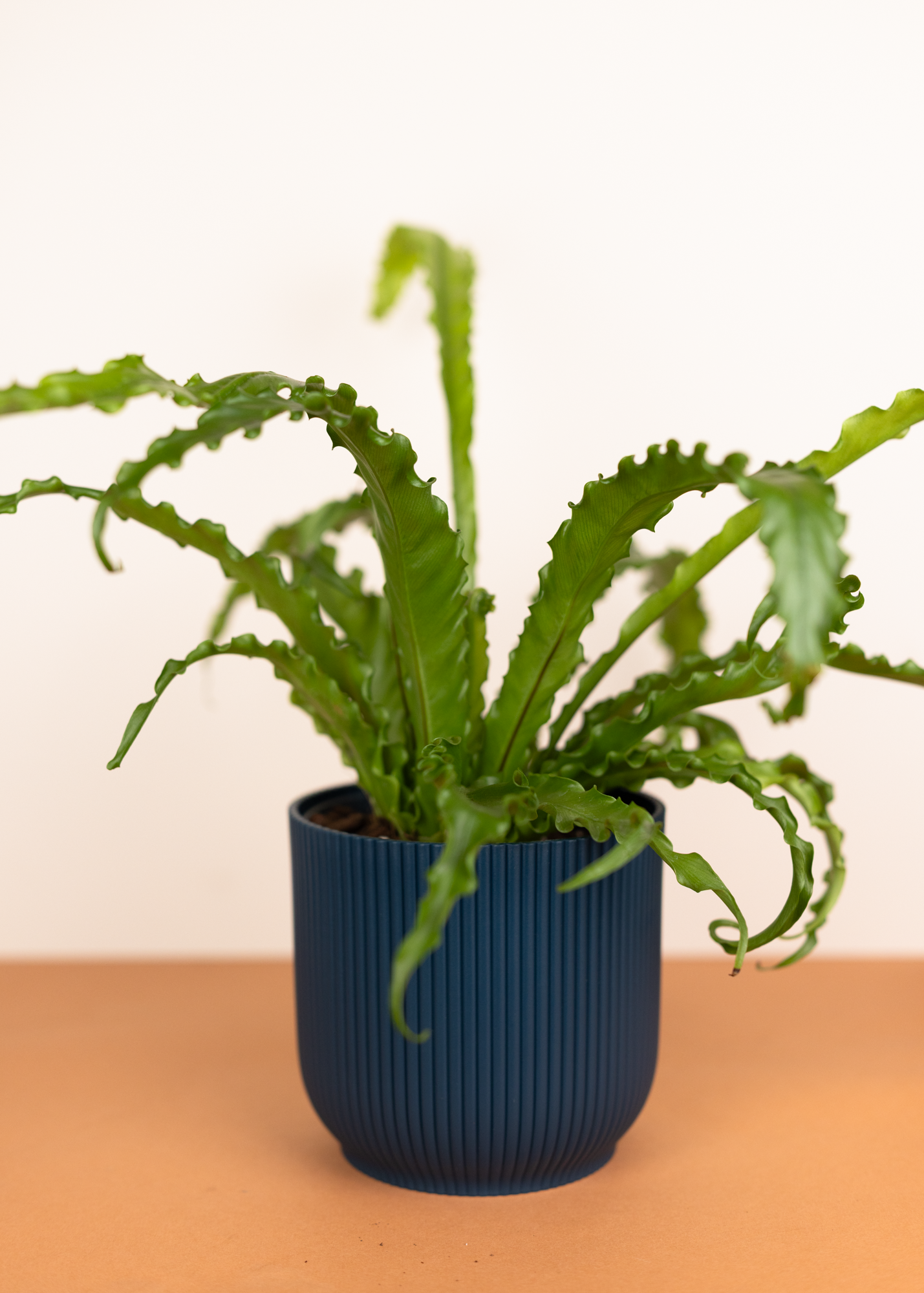 Asplenium antiquum osaka