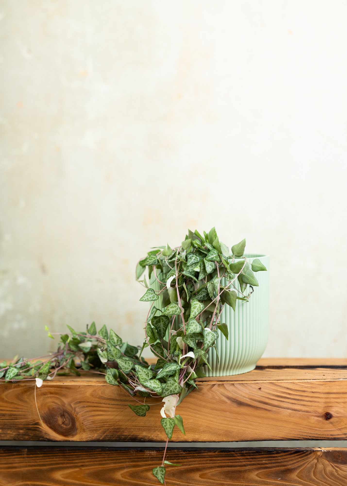 Ceropegia woodii 'String of Spades' variegata