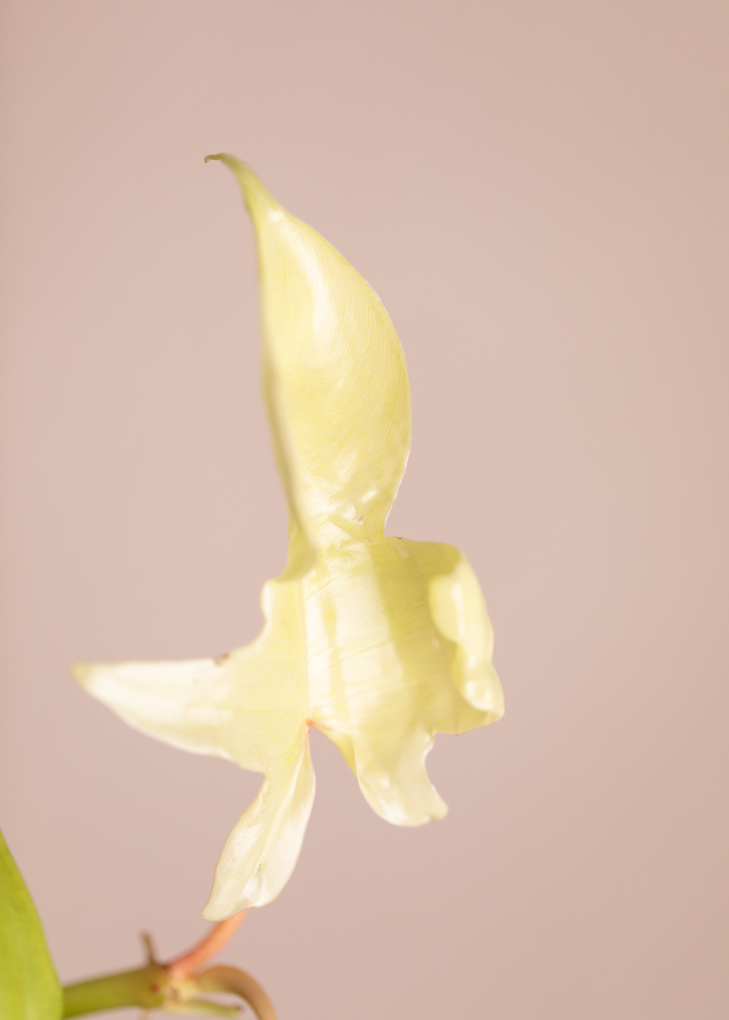 Philodendron Florida Ghost S