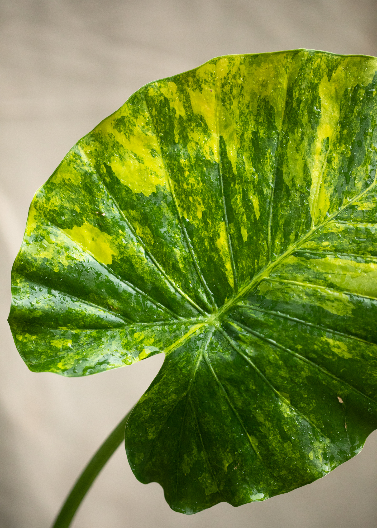 Alocasia Gageana Aurea Variegata Alocasia Gageana Aurea Variegata