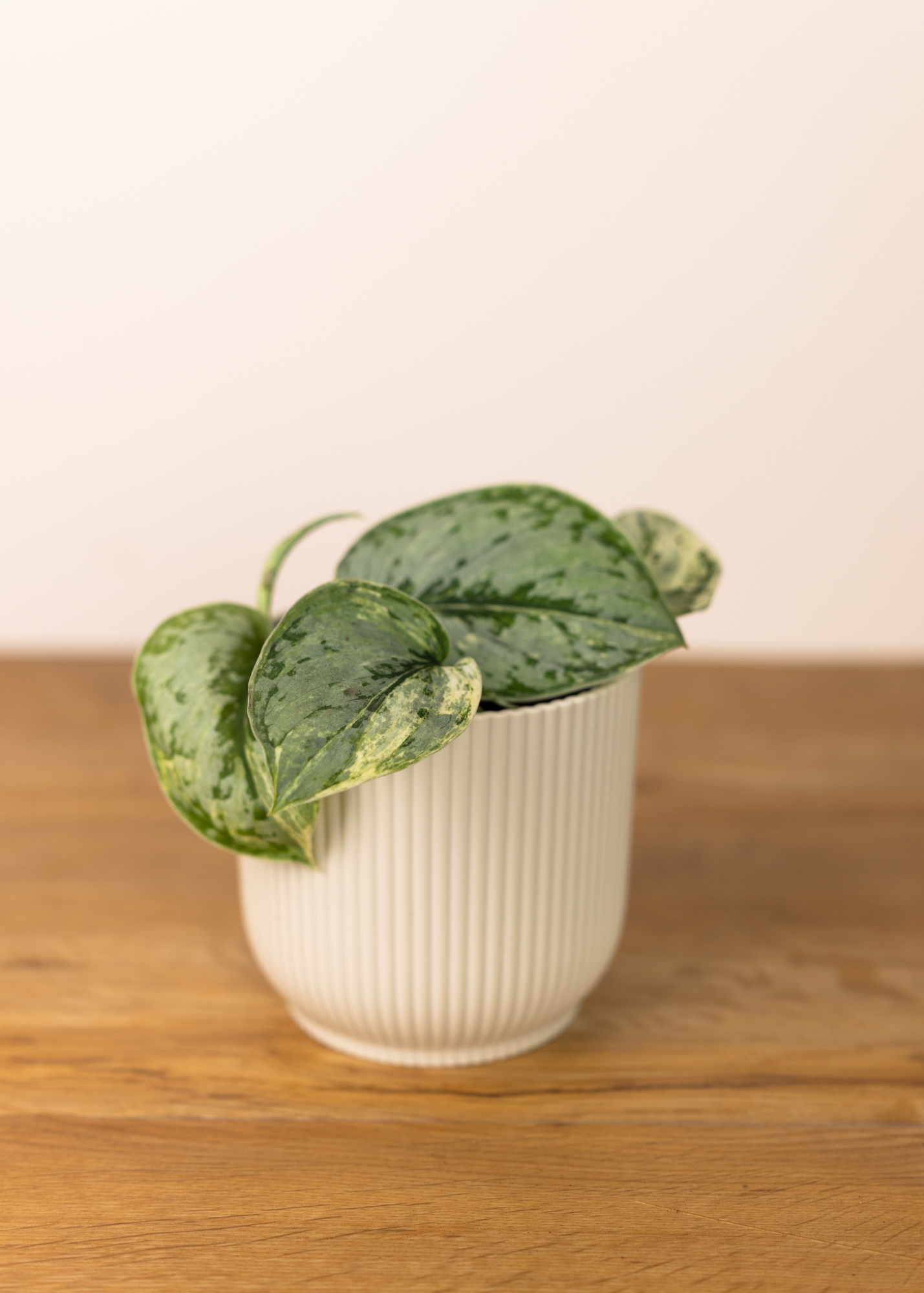 Scindapsus peasun variegata