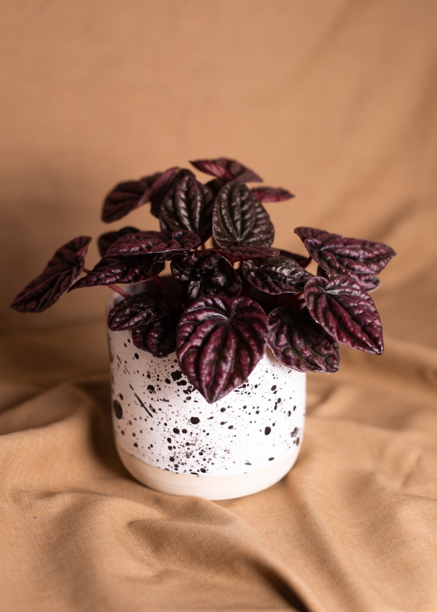 Peperomia Caperata 'Red Luna' Peperomia Caperata 'Red Luna'