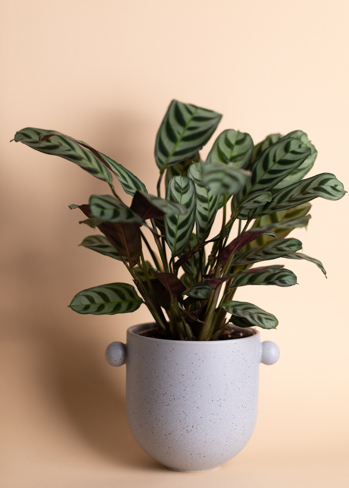 Ctenanthe Burle Marxii Amabilis