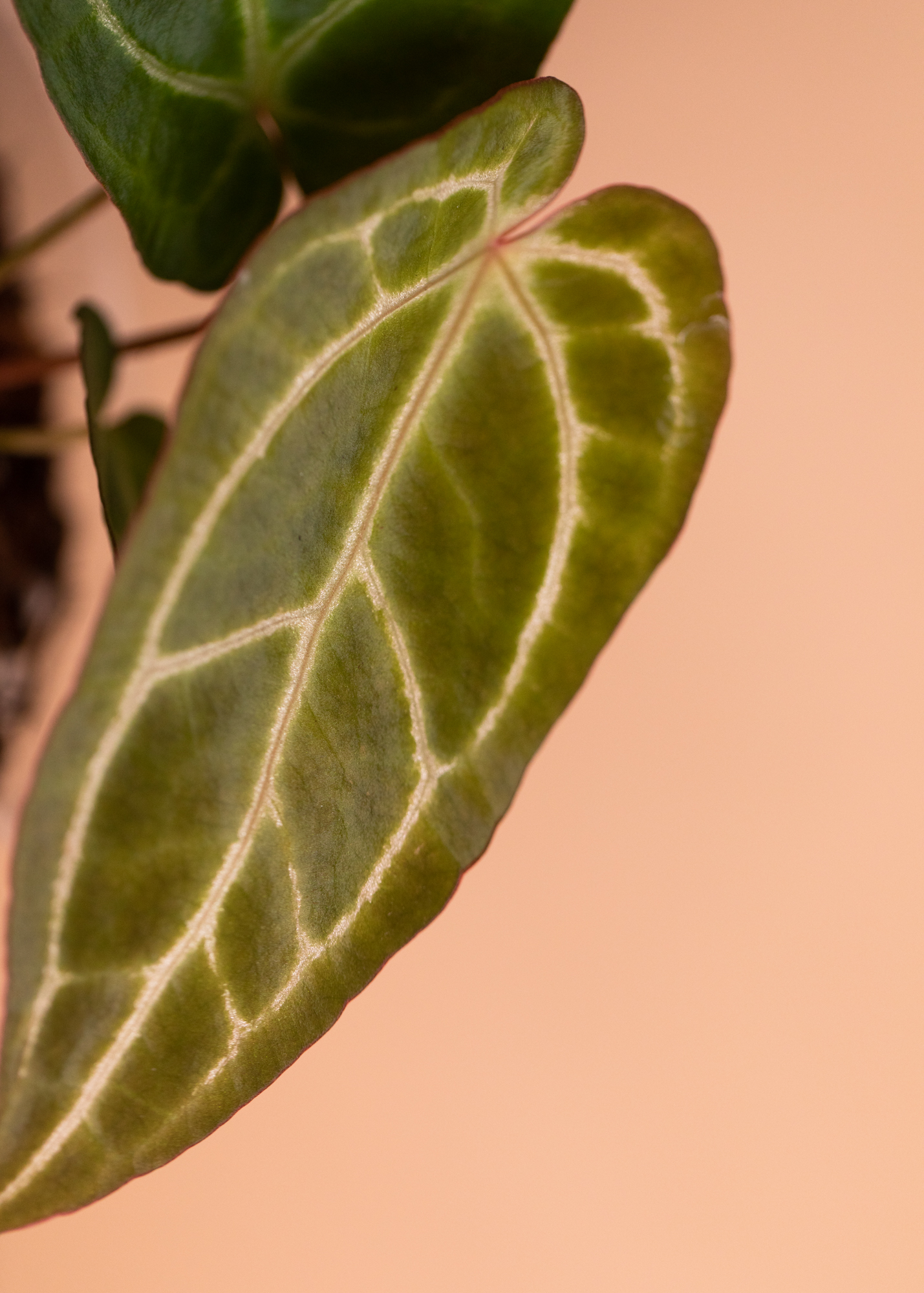 Anthurium Magnificum x Crystallinum 1