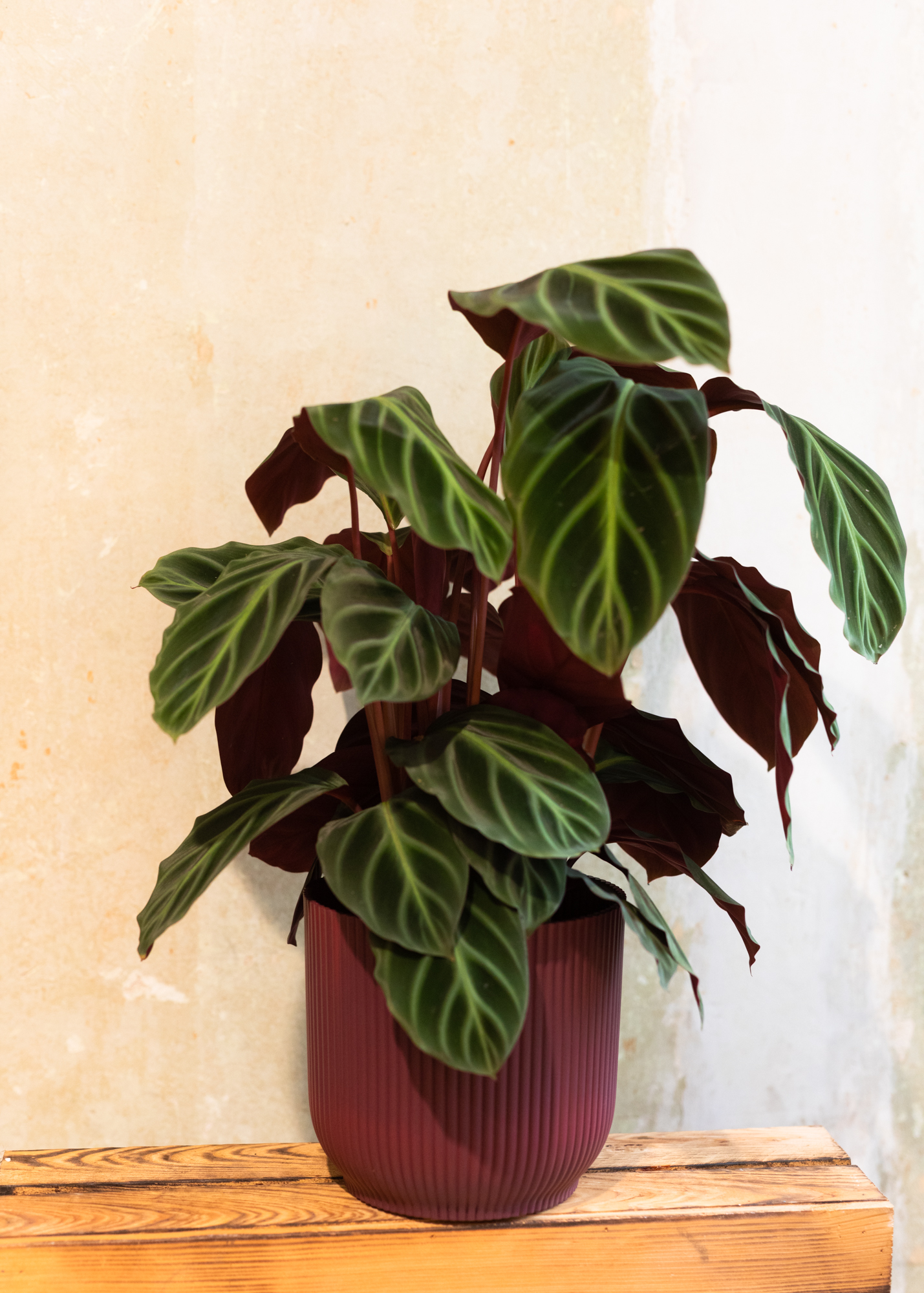 Calathea red star
