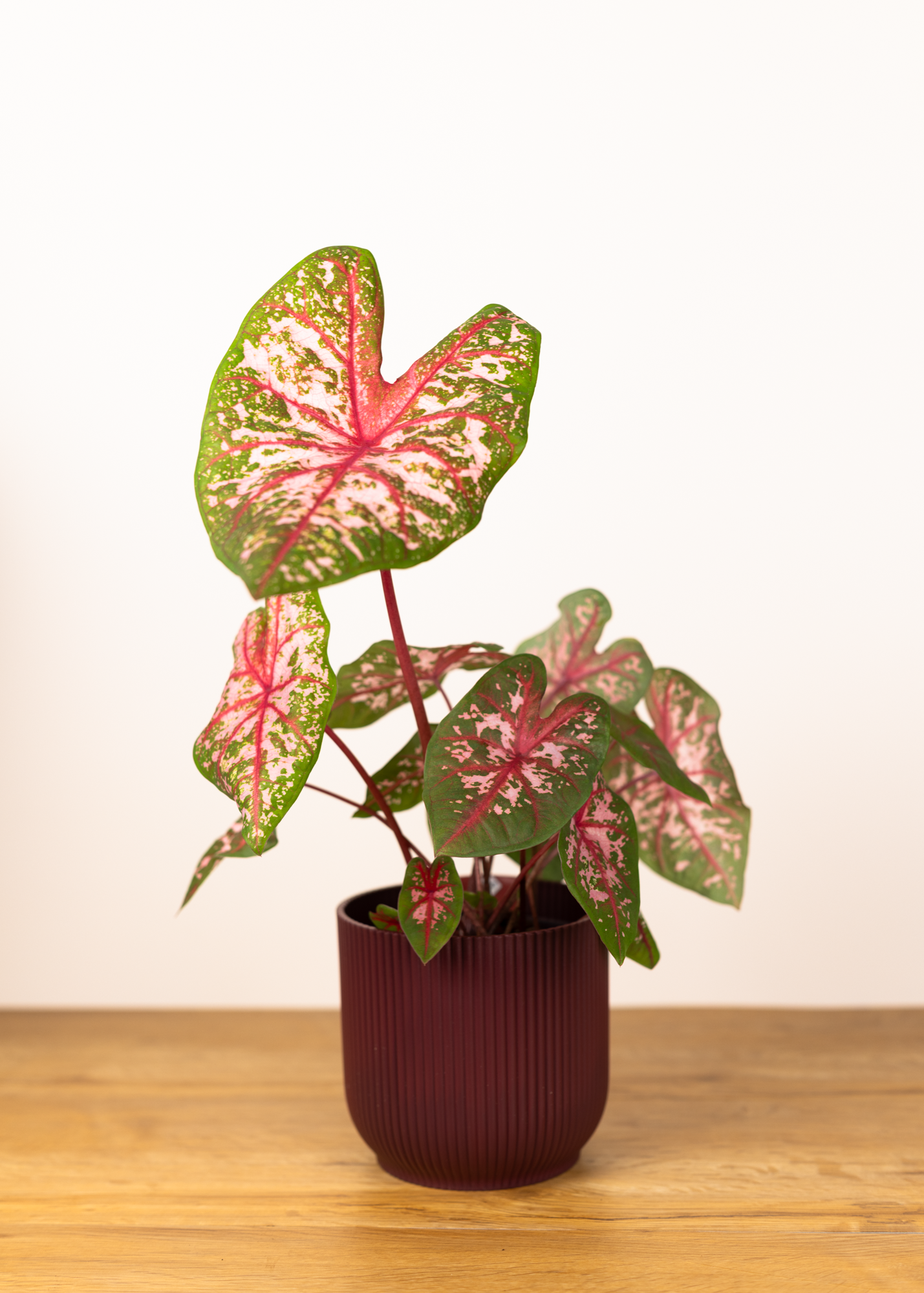Caladium carolyn whorton