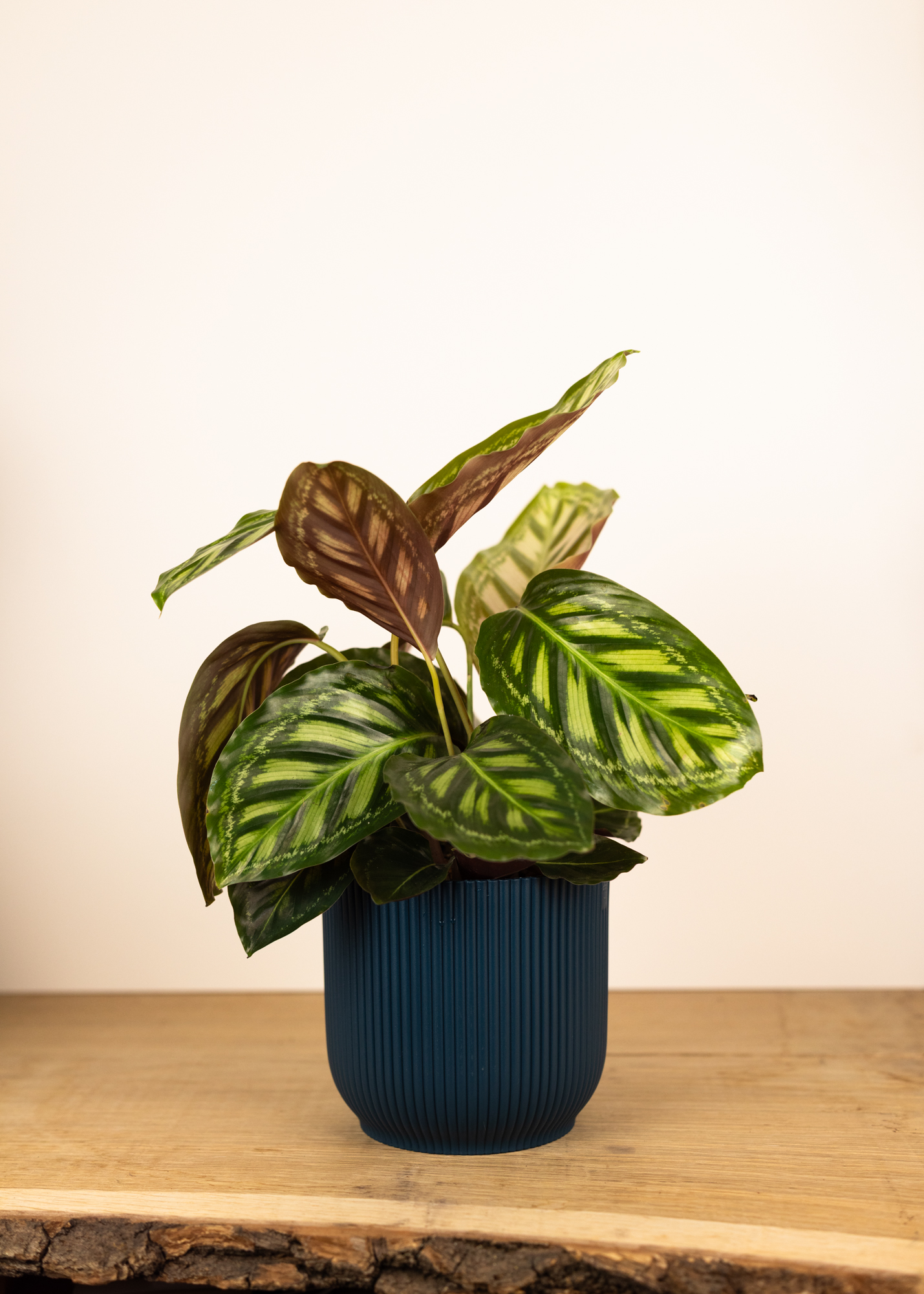 Calathea (Goeppertia) flamestar