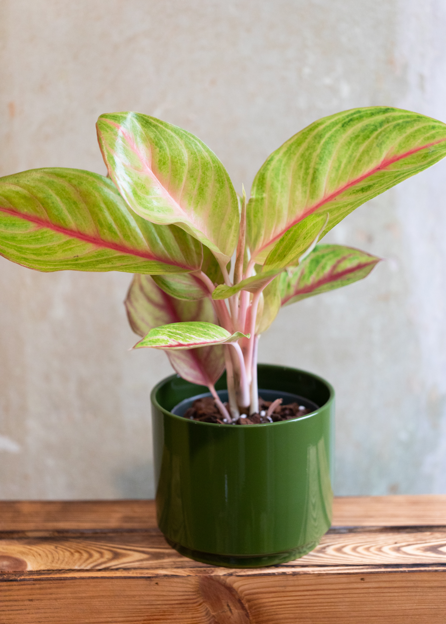 Aglaonema goliath golden