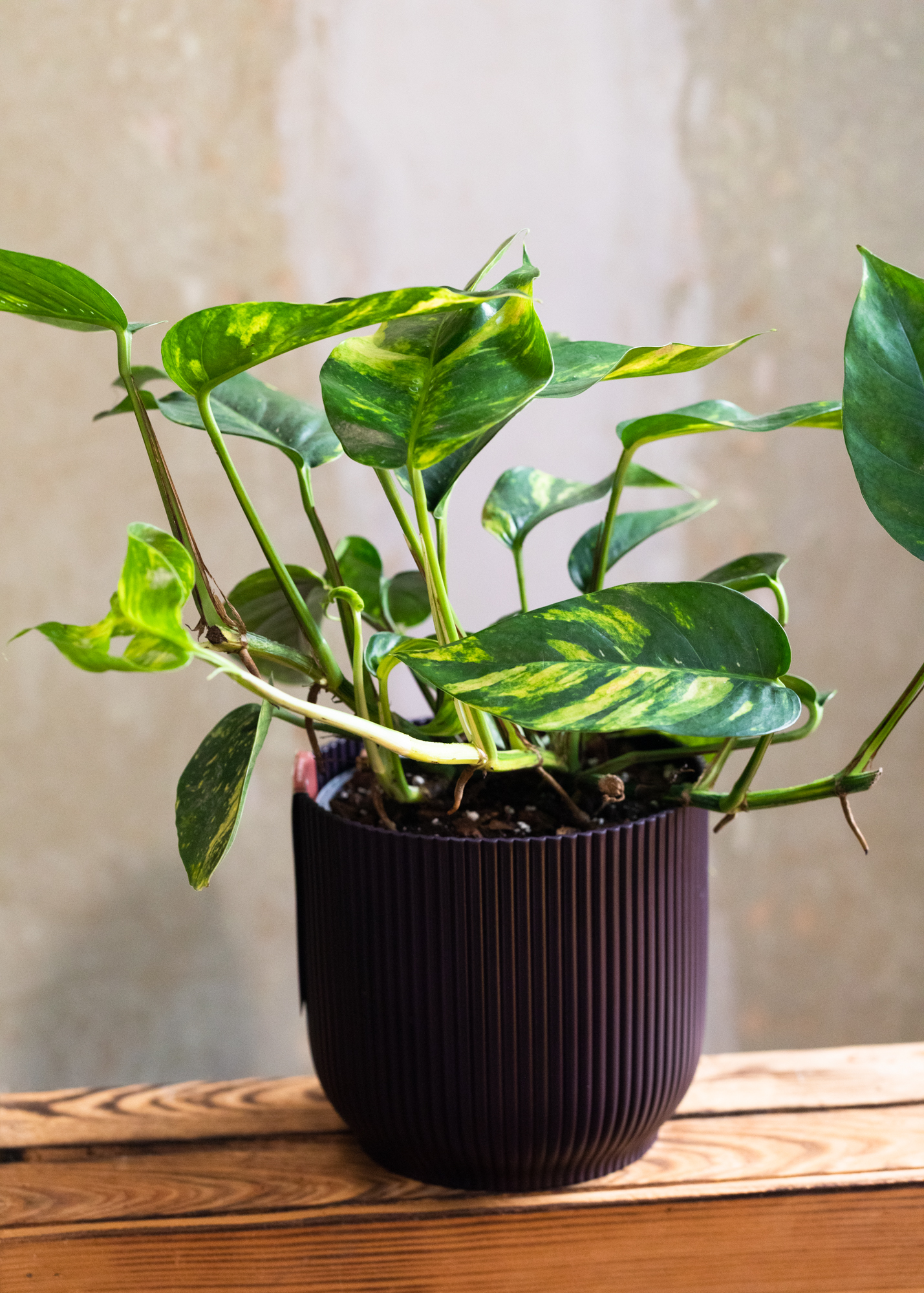 Epipremnum pinnatum aurea variegata 'kujang yellow flame'